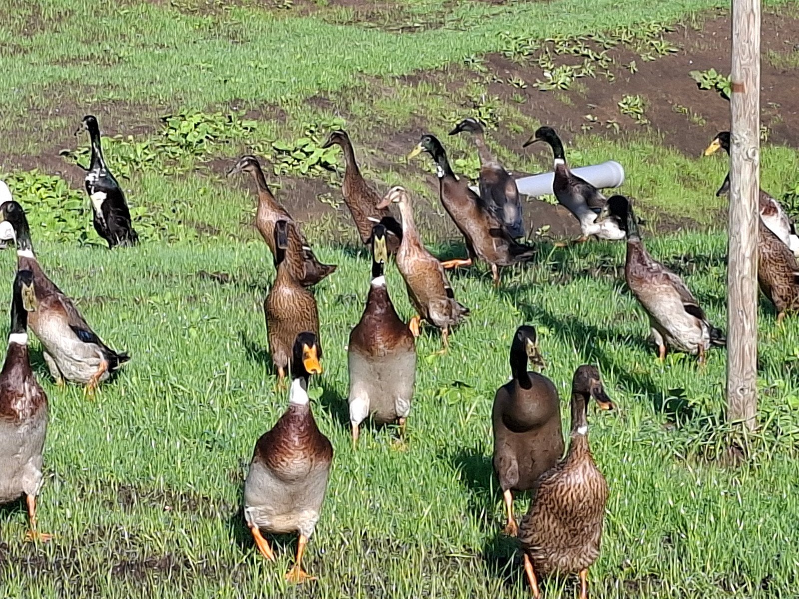 Indische loopeend woerd, Mannelijk, Eend