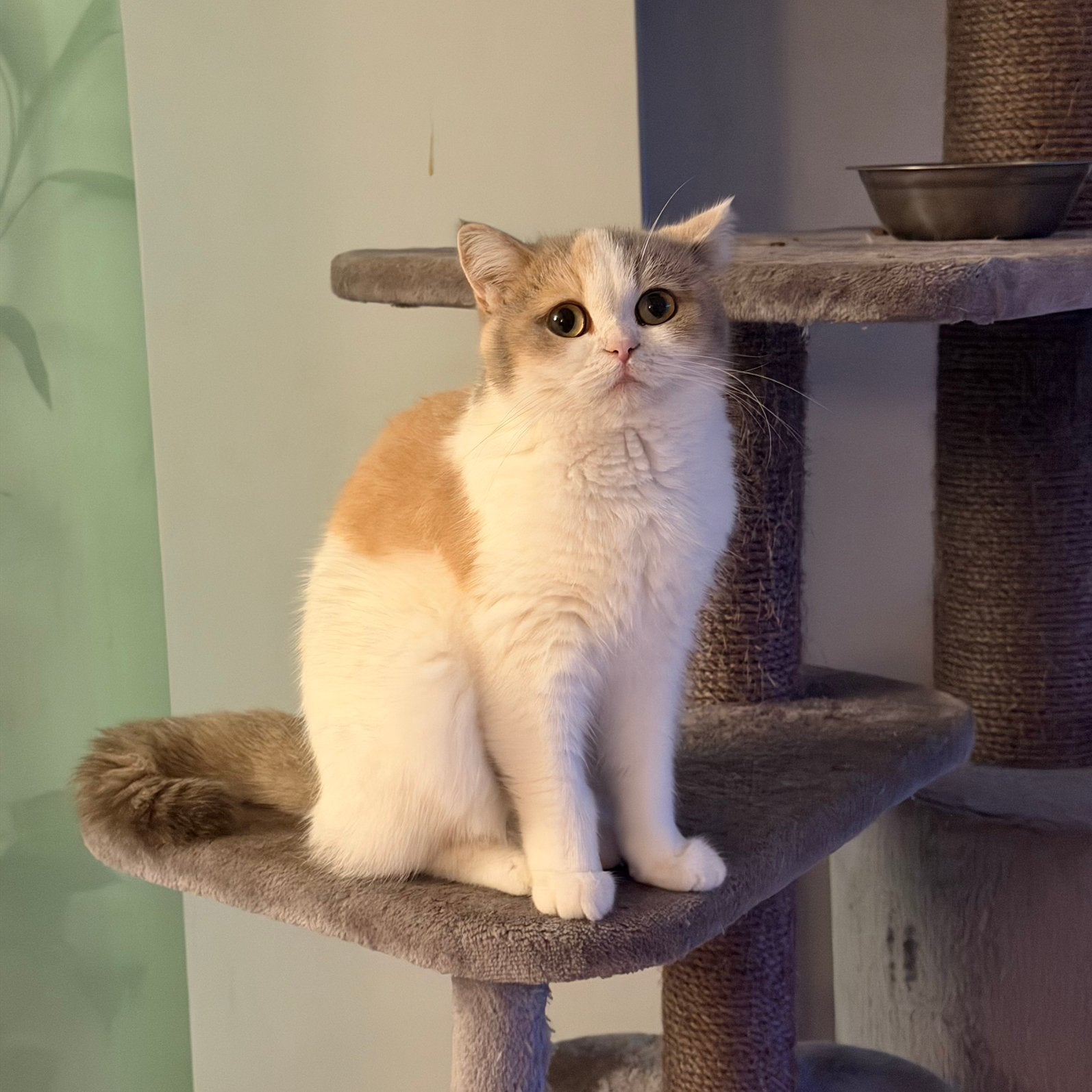 Britse korthaar bicolor poezen, Poes, Ontwormd, 0 tot 2 jaar