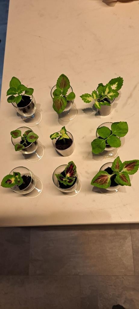 Coleus Plantjesbox1: Sunshine's siernetels. 9 verschillende!, Bloeiende kamerplant, Ophalen of Verzenden, Halfschaduw, Minder dan 100 cm