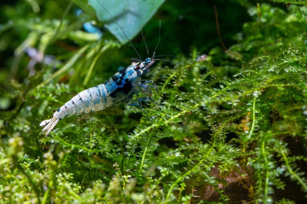 Blue Bolt King Kong (Caridina) Shrimp op gewoon leidingwater, Kreeft, Krab of Garnaal, Zoetwatervis, Schoolvis