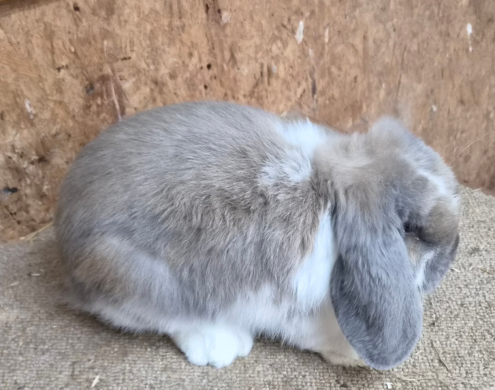 Nederlandse Hangoor Dwerg isabella bonte ram, Dieren en Toebehoren, Mannelijk, Dwerg, Hangoor, 0 tot 2 jaar