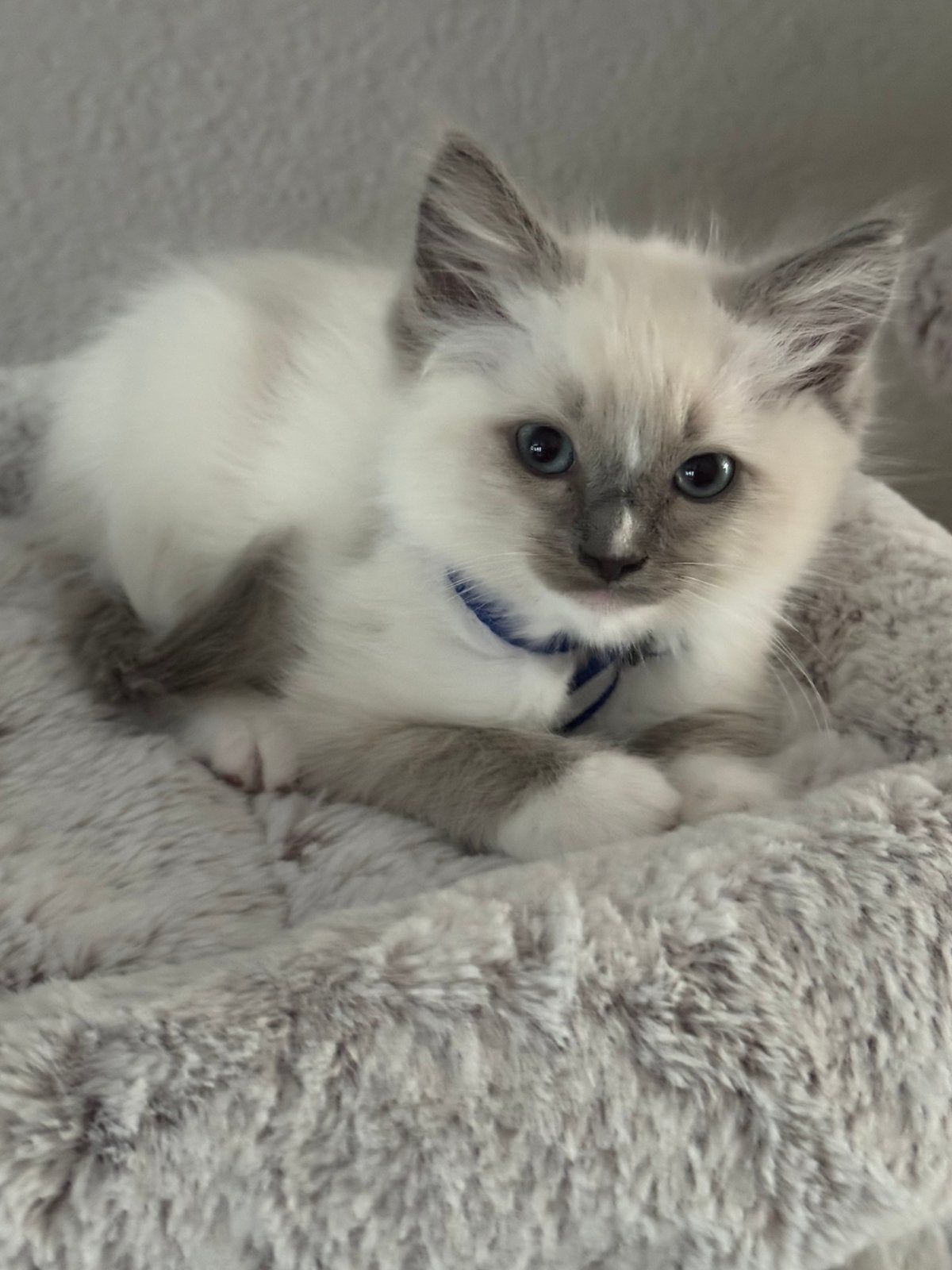 Ragdoll kittens, Meerdere dieren, Ontwormd, 0 tot 2 jaar
