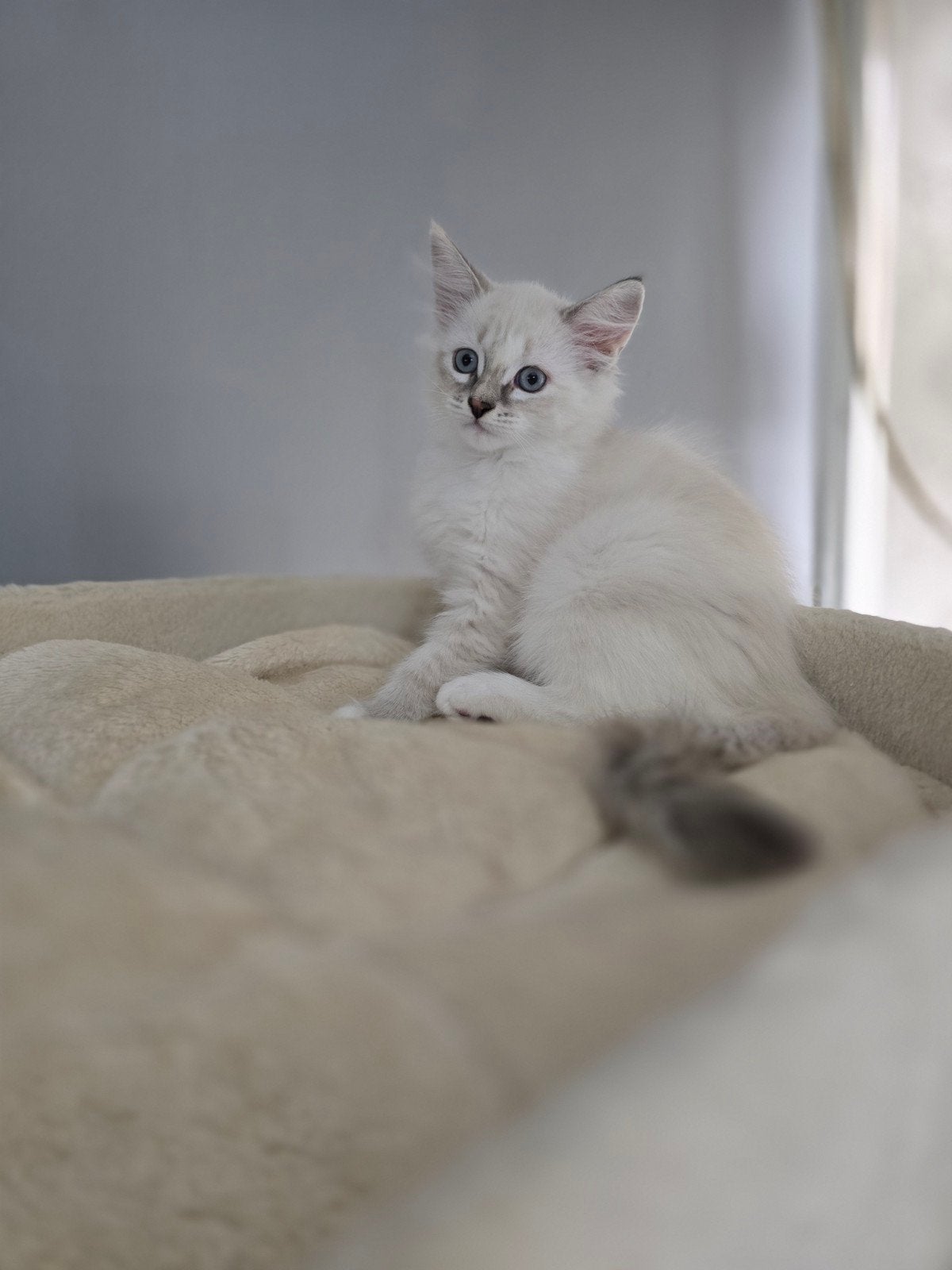 Siberische kittens Neva Masquerade HYPOALLERGIESCHE, Meerdere dieren, Gechipt, 0 tot 2 jaar