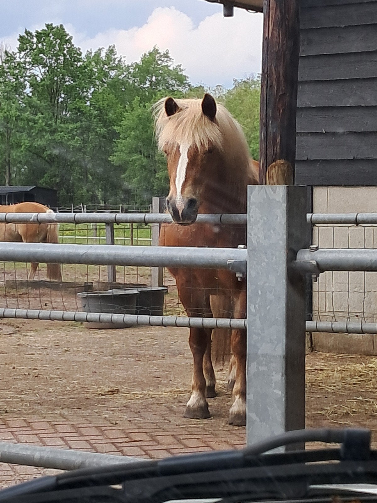 GEZOCHT Stalhulp in Boxtel., Dieren en Toebehoren, Stalling en Weidegang
