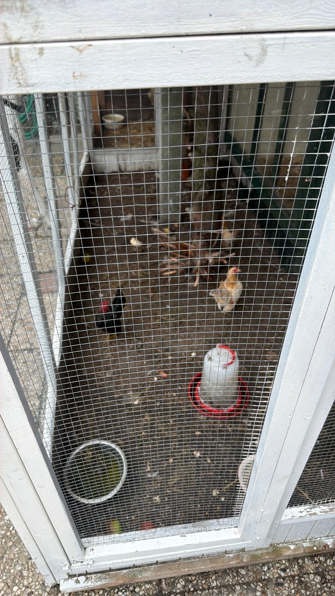 2 Seramas, Meerdere dieren, Kip
