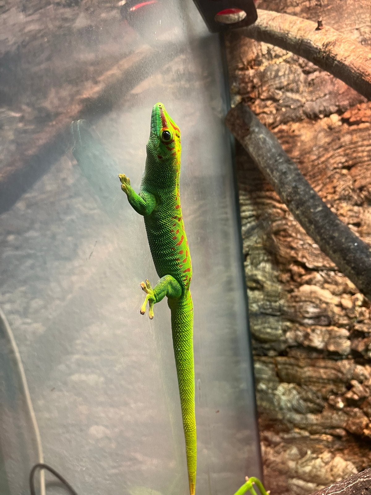 Phelsuma grandis man, Dieren en Toebehoren, Reptielen en Amfibieën, Hagedis, Tam, 3 tot 6 jaar
