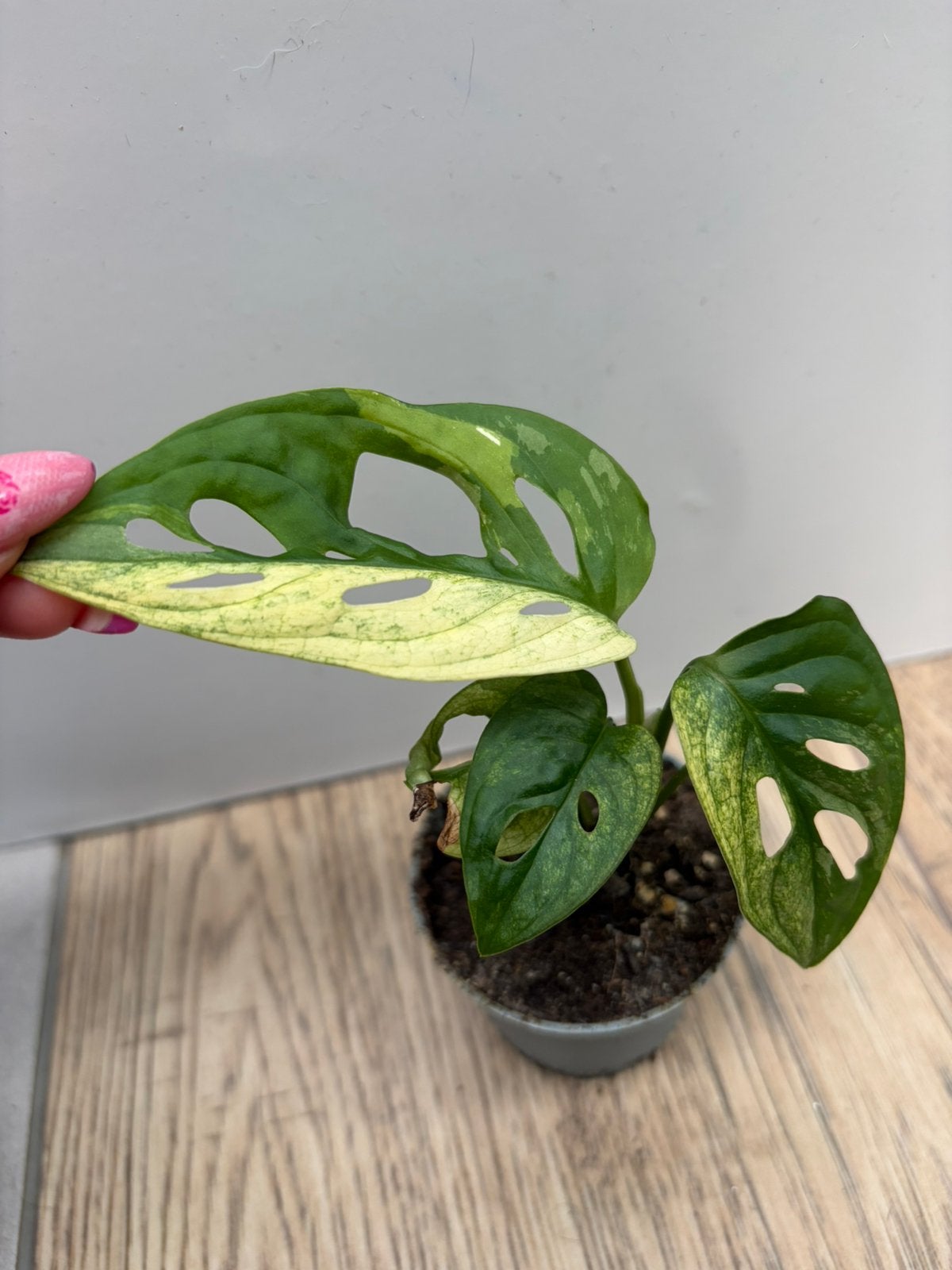 Monstera adansonii tricolor, Ophalen of Verzenden, Halfschaduw, Minder dan 100 cm