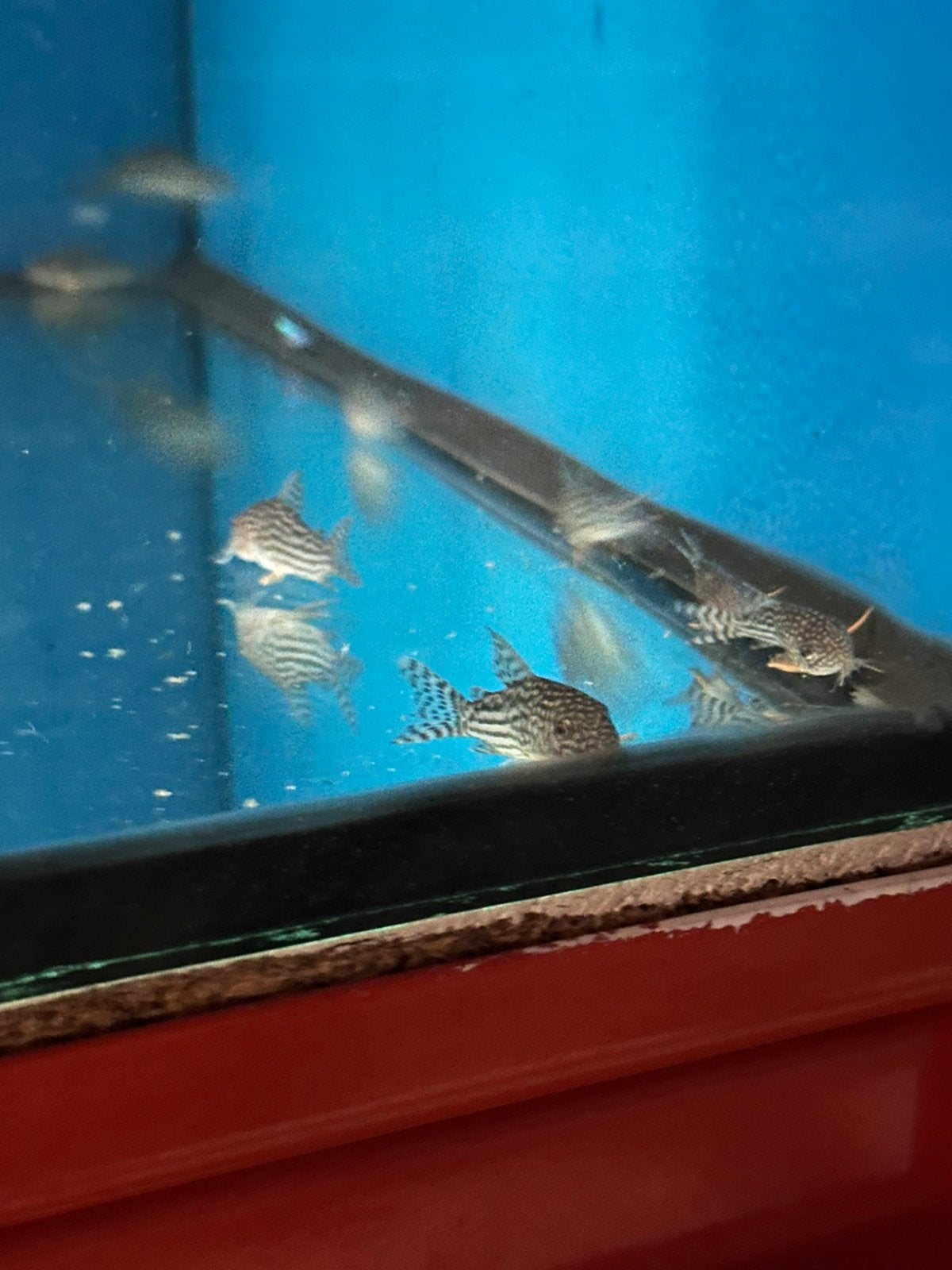 Jonge Corydoras Sterbai – ca. 3 cm | Discussven, Vis, Zoetwatervis, Schoolvis