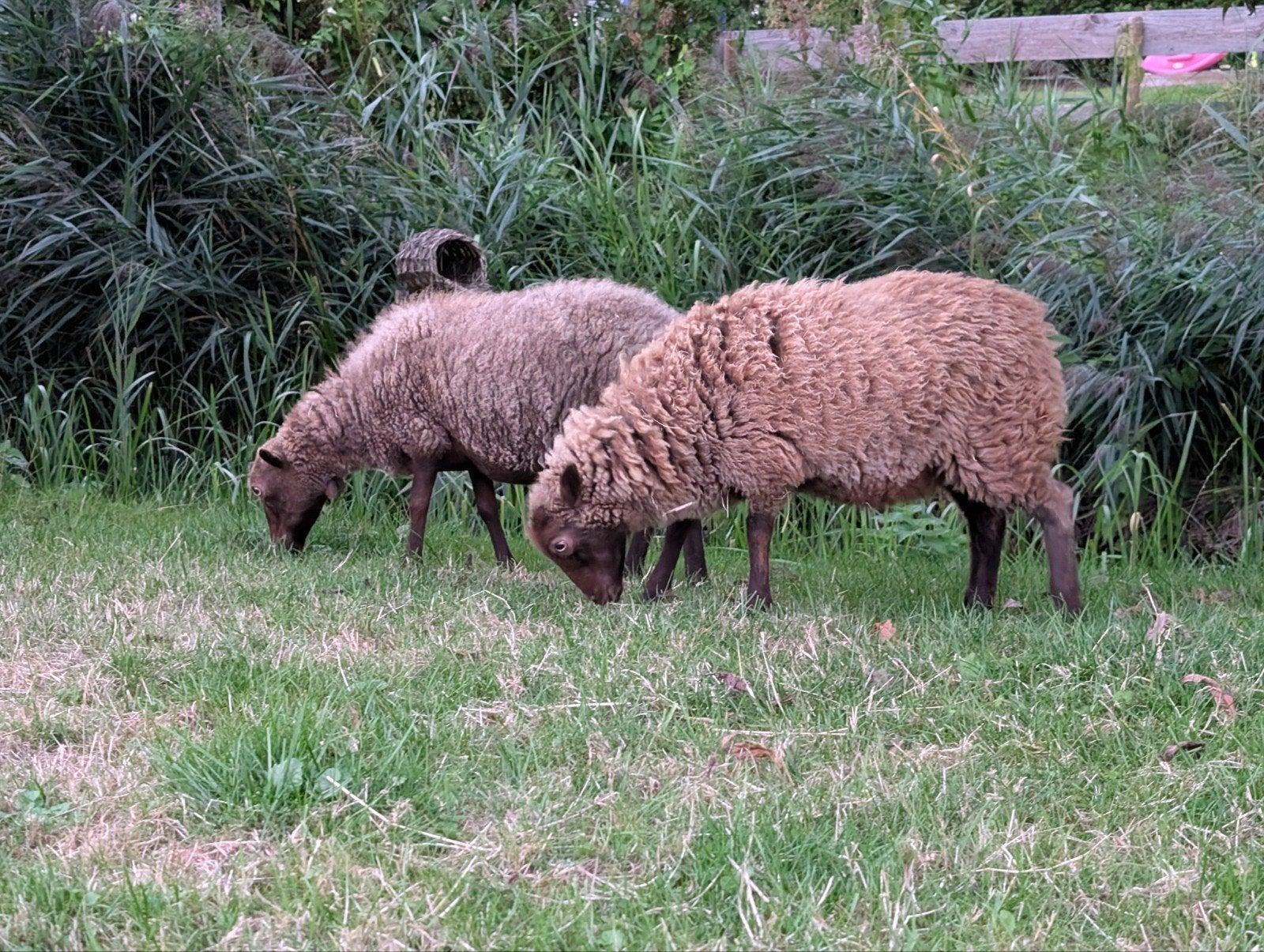 Ouessant ooi schaapjes, Dieren en Toebehoren, Vrouwelijk, Schaap
