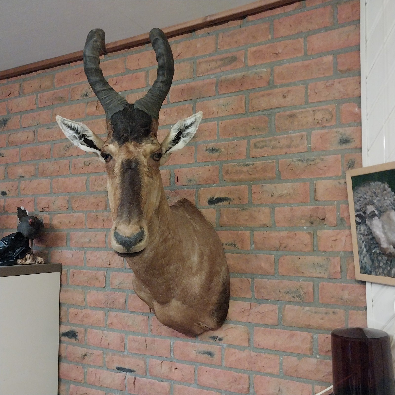 Hartebeest, Ophalen, Zo goed als nieuw, Beeldje of Figuurtje