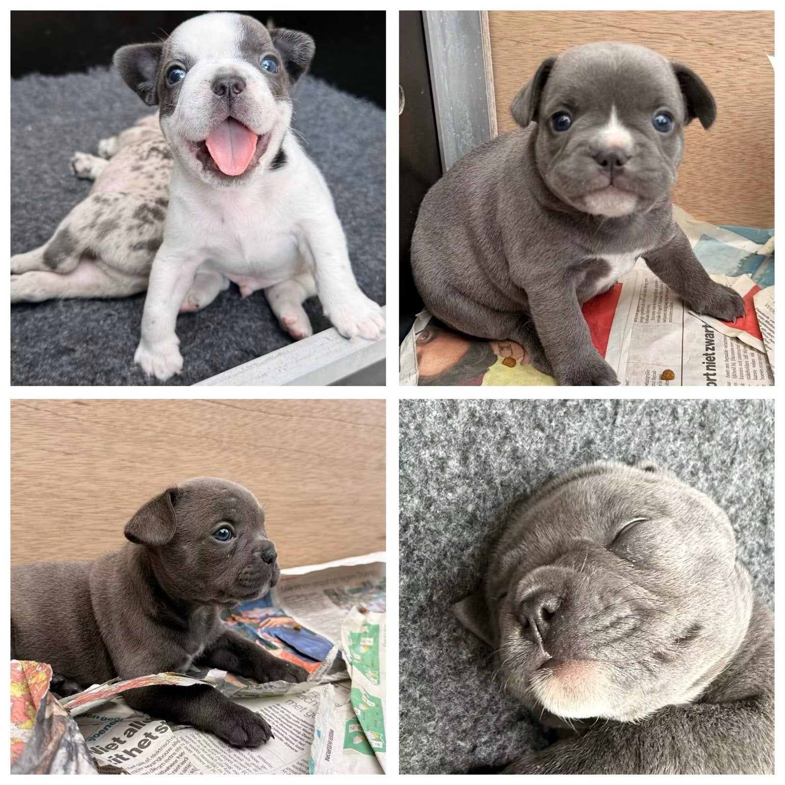 Franse Bulldog pups, fluffy merle, bleu/gray,white/gray, Dieren en Toebehoren, 8 tot 15 weken, Parvo, Bulldog, Meerdere