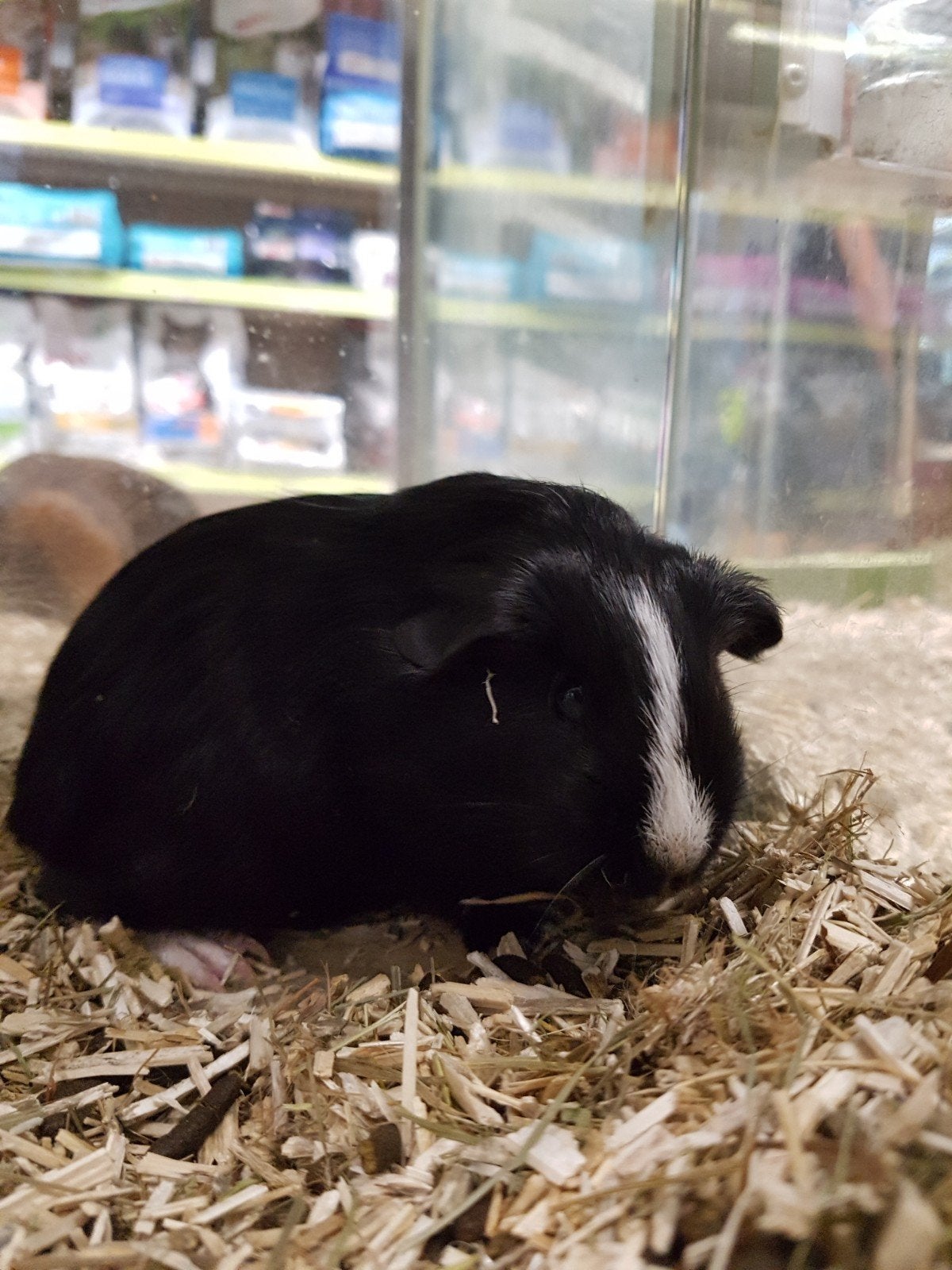 Cavia beertje 5 weekjes oud, Cavia, Juni, Mannelijk, Tam