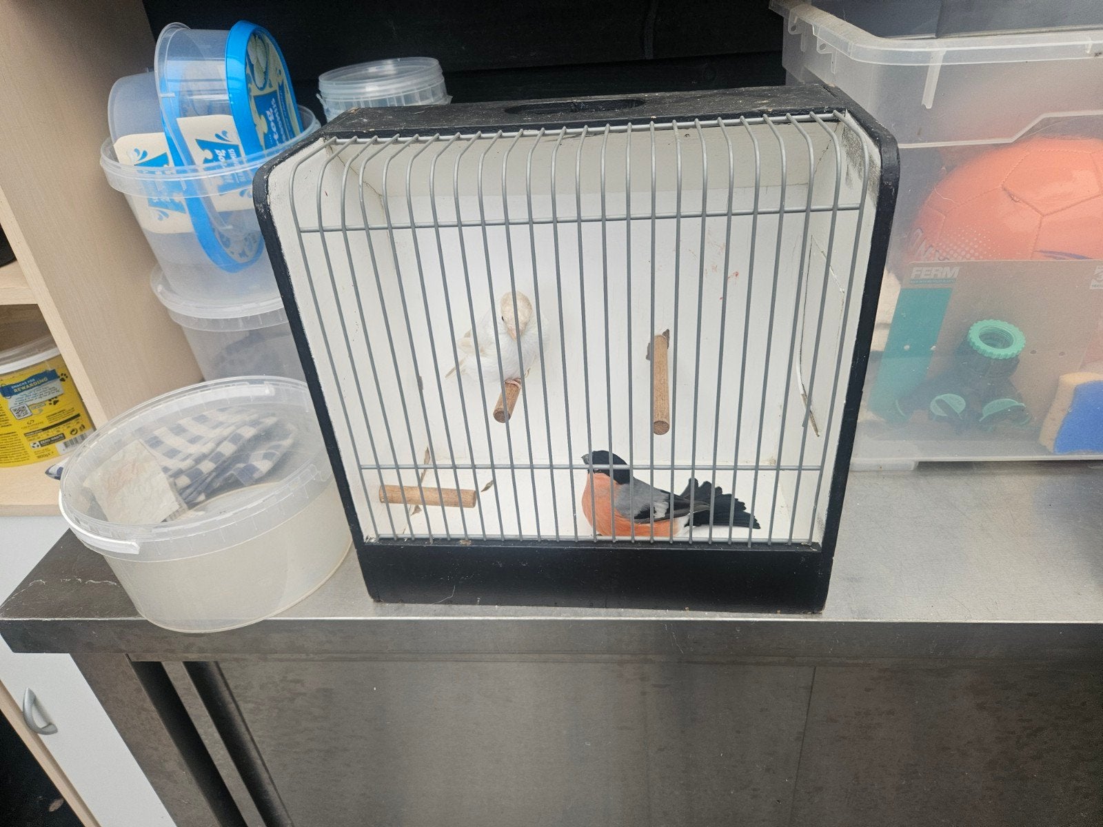 goudvinken, Dieren en Toebehoren, Mannelijk, Wildzangvogel