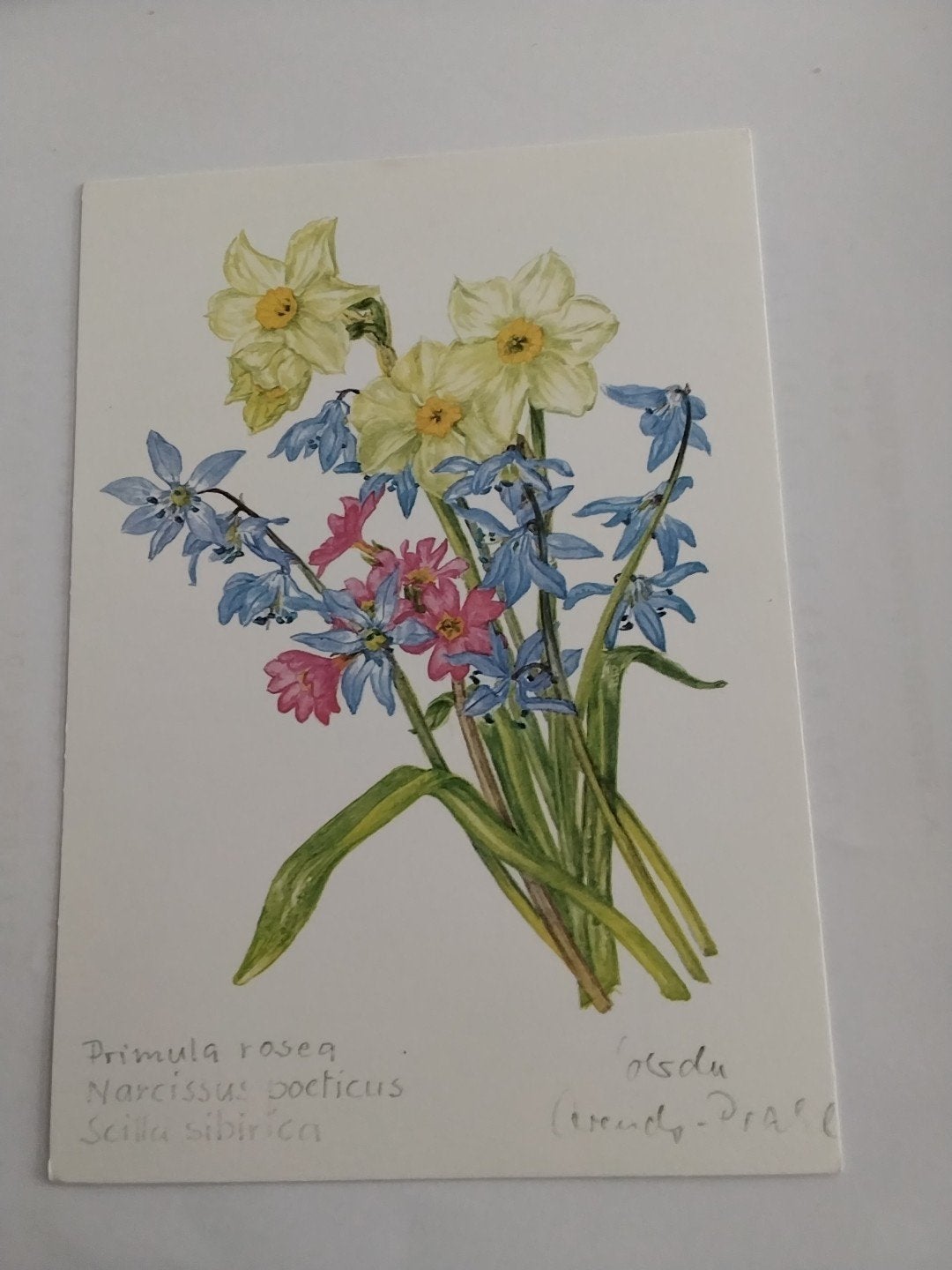 Vintage Botanische Ansichtkaart - Bloemen GERDA ARENDS PRAHL, Ophalen of Verzenden, 1940 tot 1960, Ongelopen