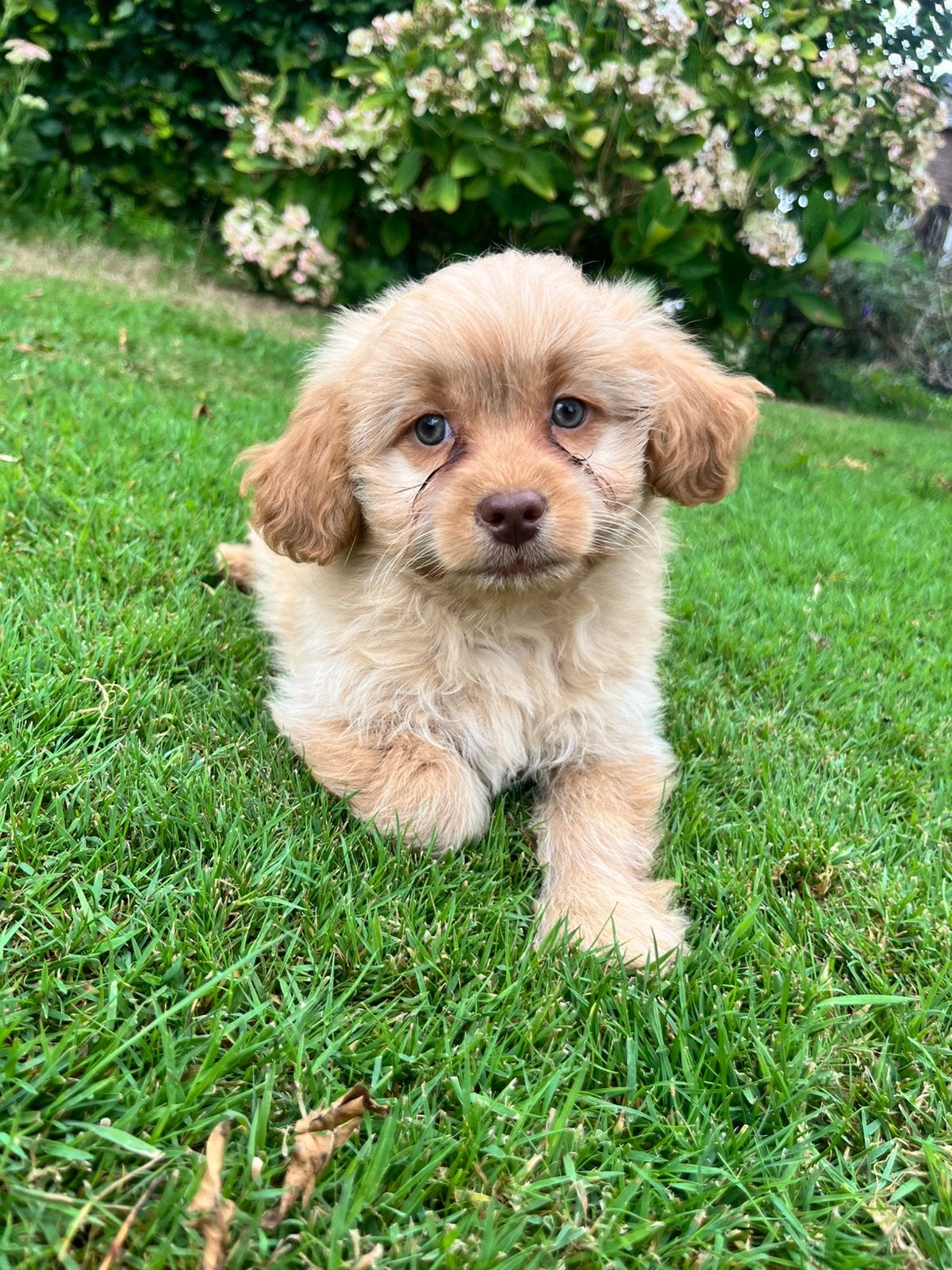 Schitterende Maltipoo pups F1, Dieren en Toebehoren, Honden | Chihuahua's en Gezelschapshonden, Parvo, Overige rassen, 8 tot 15 weken