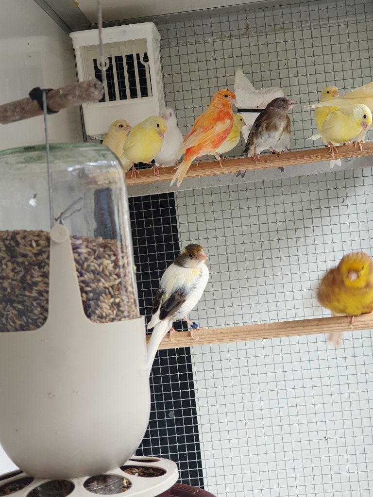 Kanaries, Dieren en Toebehoren, Vogels | Hokken en Kooien, Ophalen, Zo goed als nieuw, Hout, Vogelkooi
