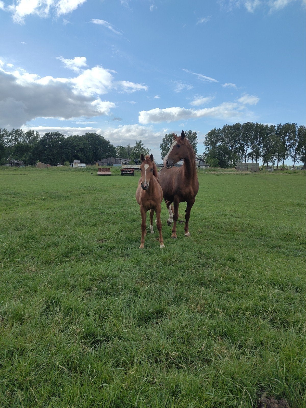 weidegang en staling voor paard of pony met rijbak klein sch