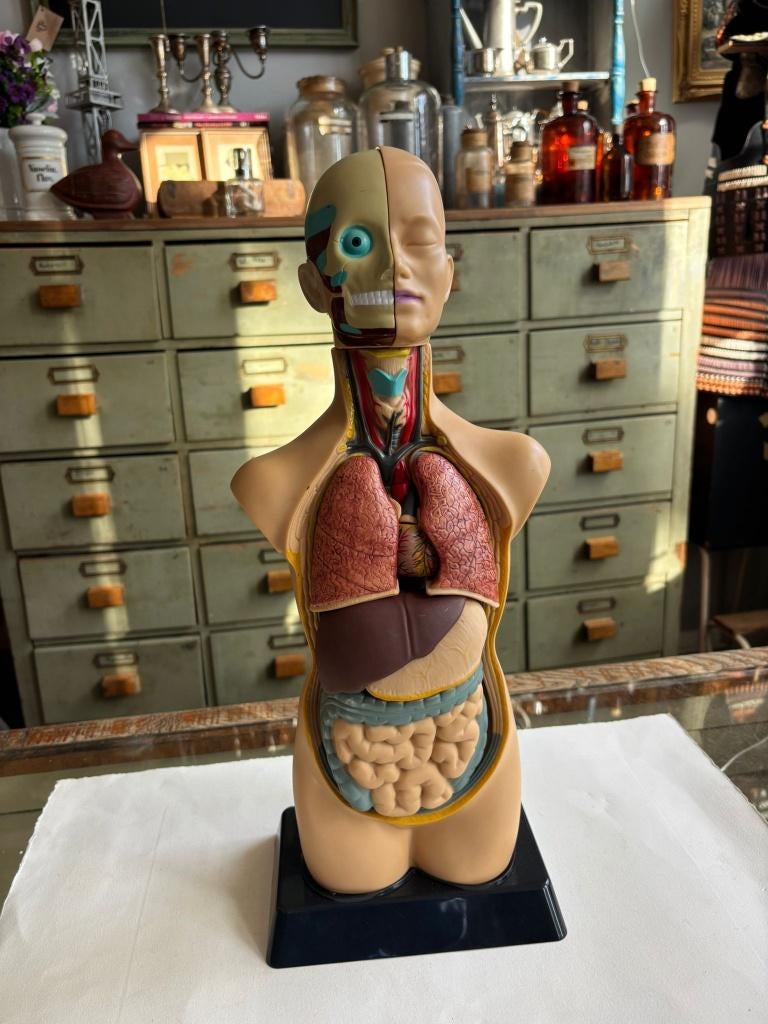 Anatomisch torso model, educatief menselijk lichaam., Ophalen of Verzenden
