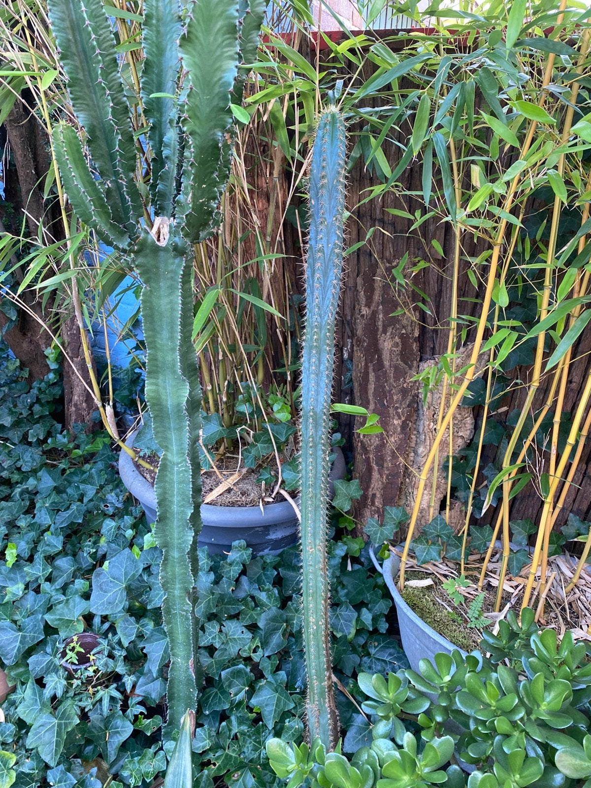 Cactussen groot, Ophalen, In pot