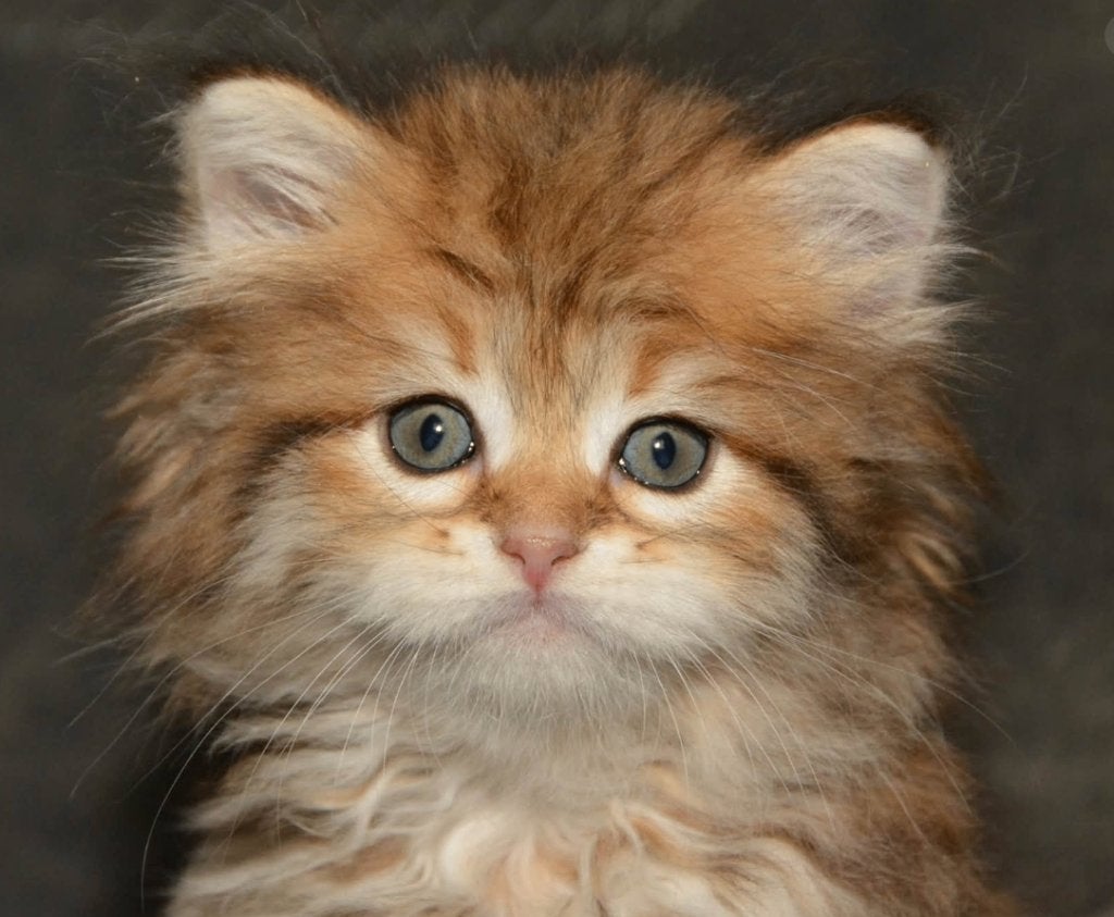 Siberische Kittens Golden met Stamboom Hypoallergeen Getest, Meerdere dieren, Met stamboom, 0 tot 2 jaar