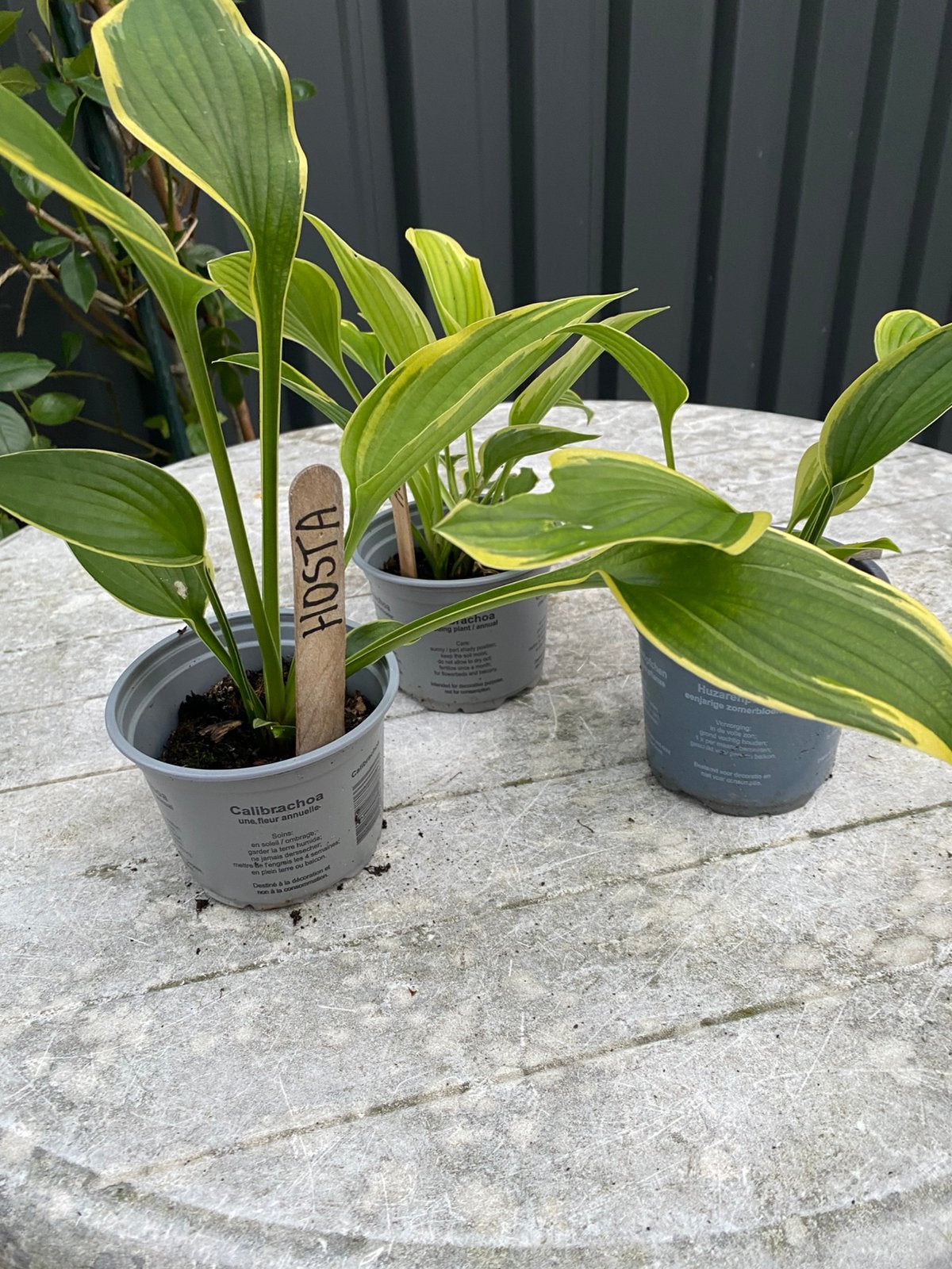 Hosta en hemelsleutel, Ophalen, Overige soorten, Halfschaduw