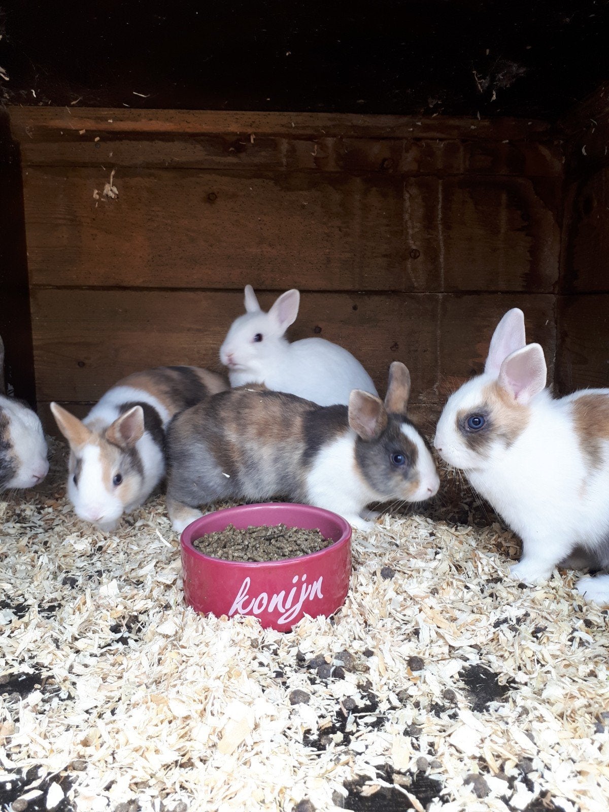Te koop: jonge dwergkonijnen!, Dieren en Toebehoren, Konijnen, Meerdere dieren, Dwerg, 0 tot 2 jaar