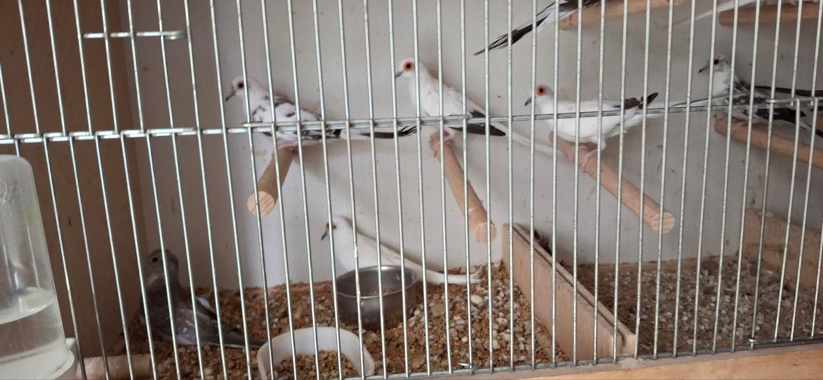 witte/bonte diamant duifjes, Dieren en Toebehoren, Meerdere dieren, Overige soorten