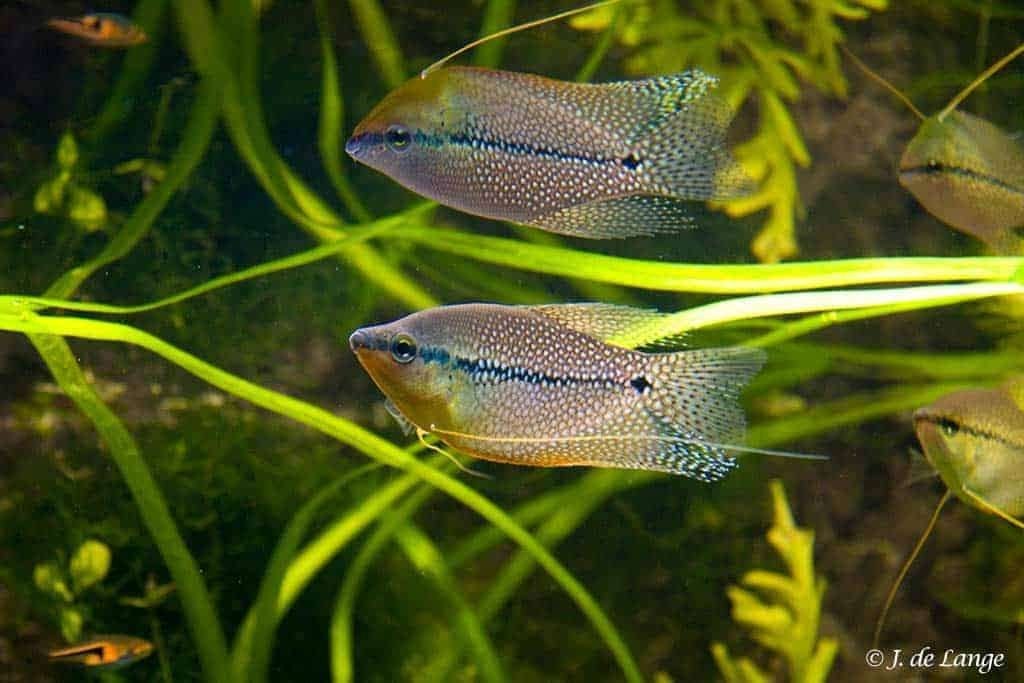 diamant goeramiman 14cm te koop, Vis, Zoetwatervis, Schoolvis