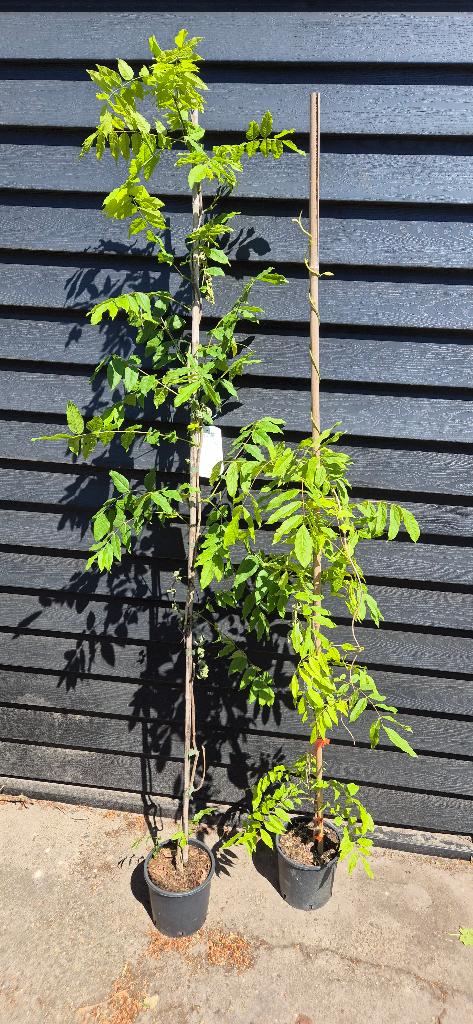 Wisteria macrobotrys, Ophalen, Volle zon, Vaste plant, Klimplanten