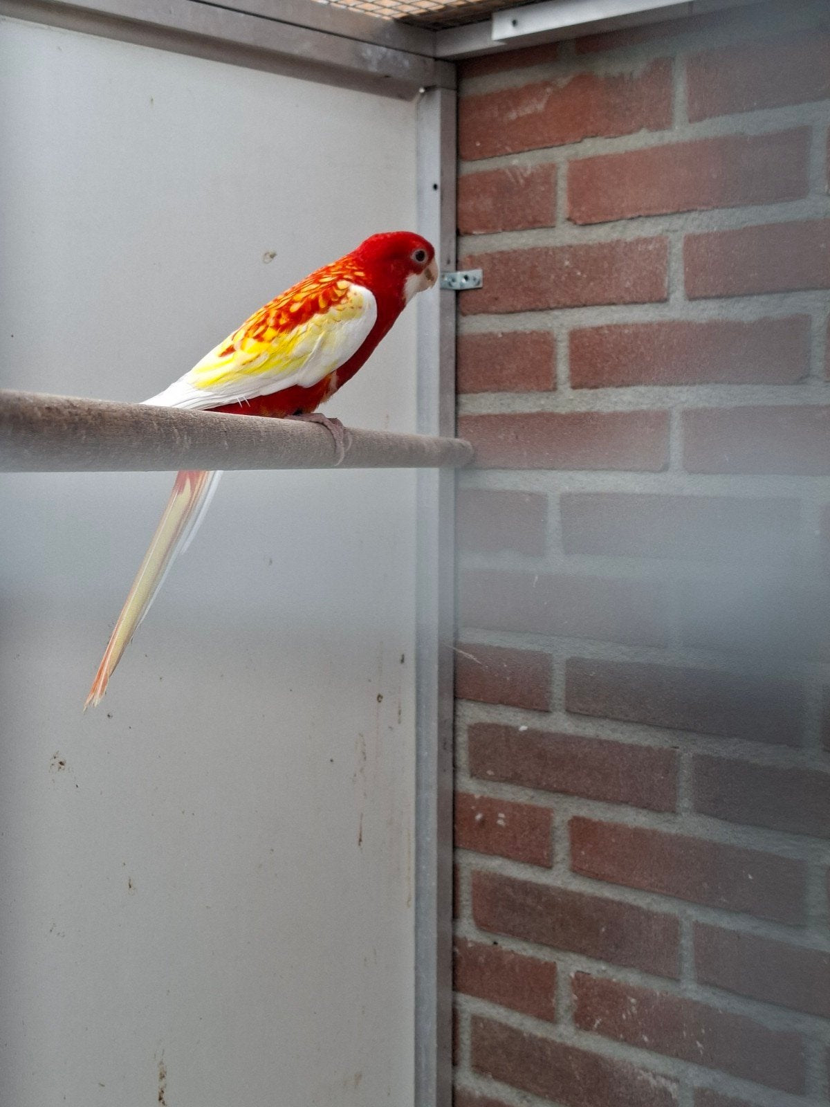 mooie rubino rossela man, Dieren en Toebehoren