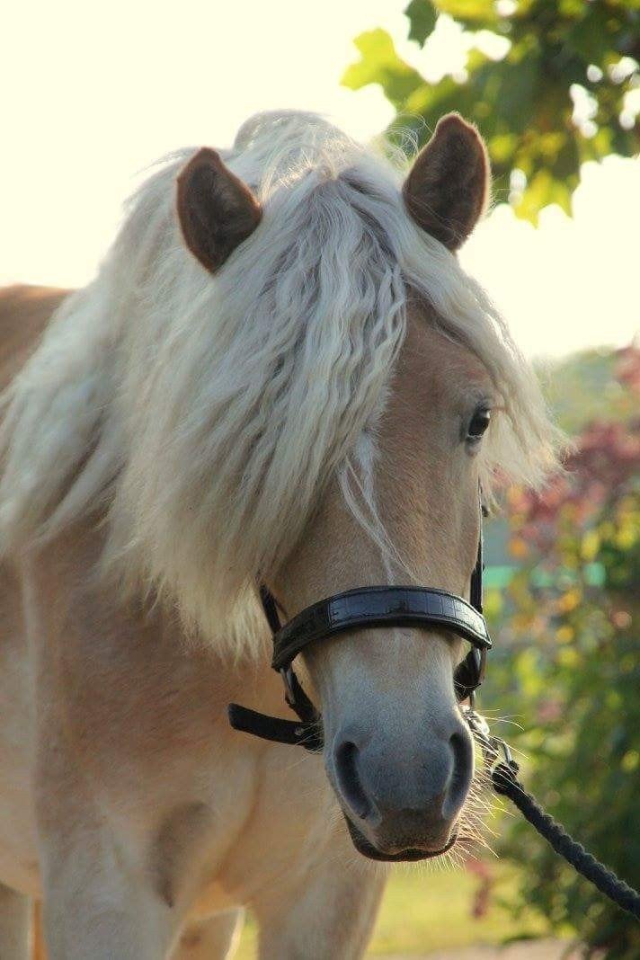 Weiland/ stuk grond gezocht, Weidegang, 4 paarden of pony's of meer