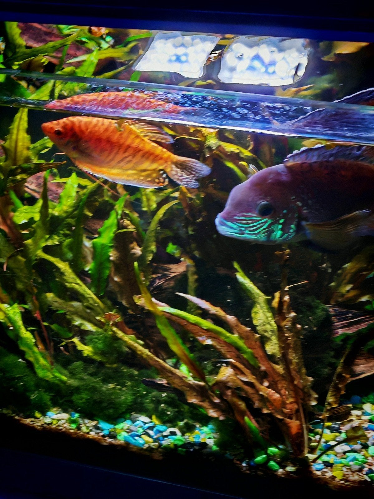 Aquarium L75cm. D57cm. H40cm, Vis