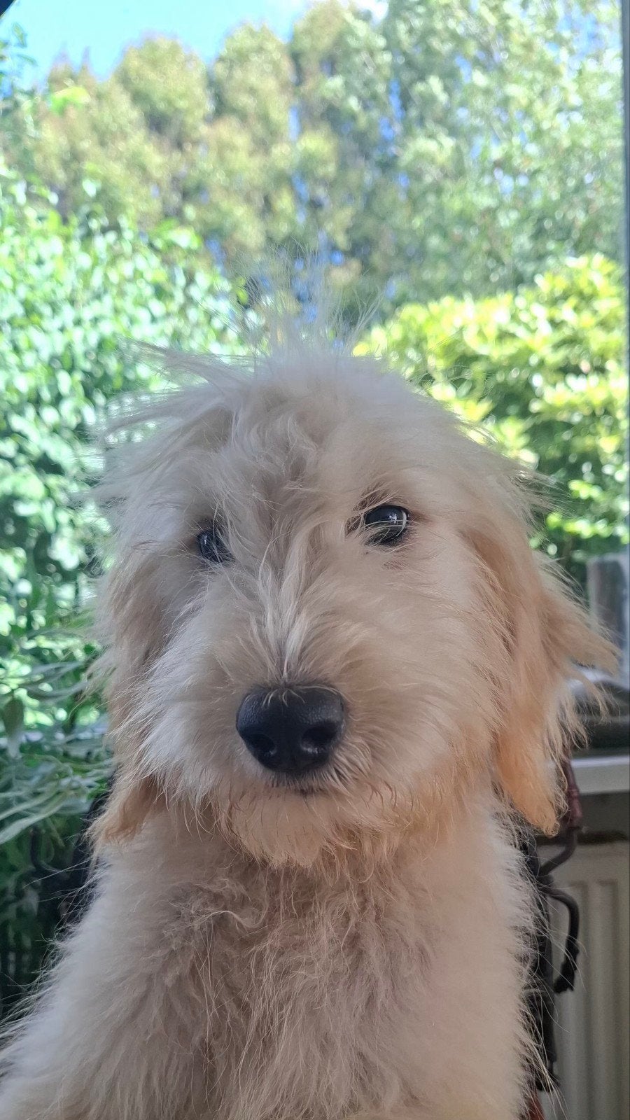 super mooie gezonde golden doodle pup, Dieren en Toebehoren, Parvo, 15 weken tot 1 jaar, Meerdere, Meerdere dieren