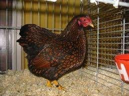 Wyandotte krielkippen, Dieren en Toebehoren, Vrouwelijk, Kip