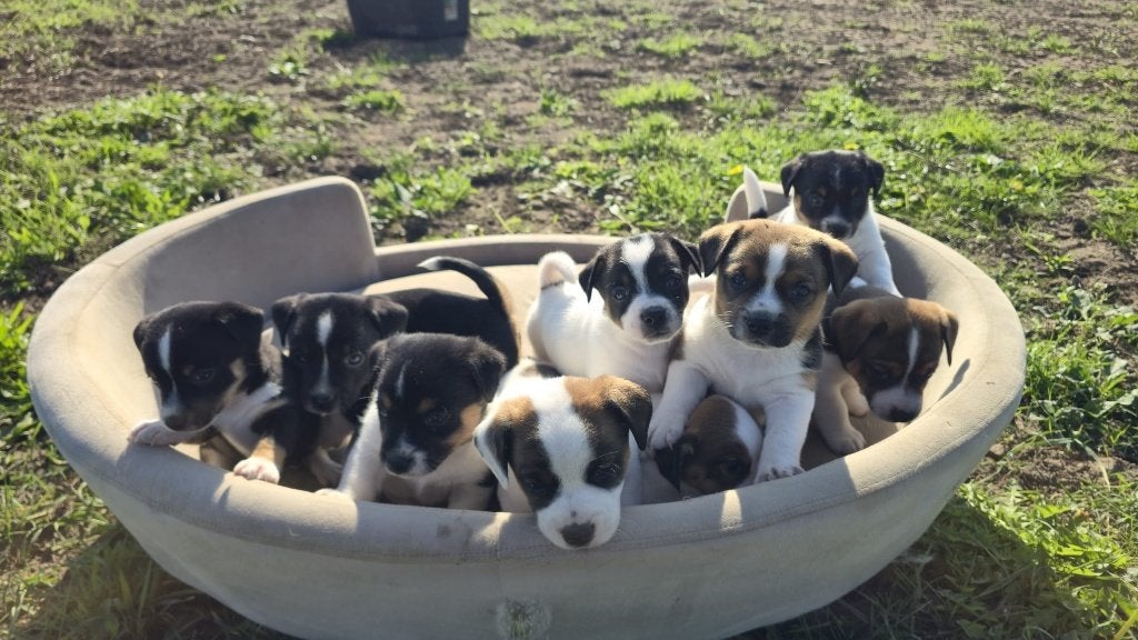 Te koop jack russel pups, Jack Russell Terriër, 8 tot 15 weken, Meerdere, Meerdere dieren