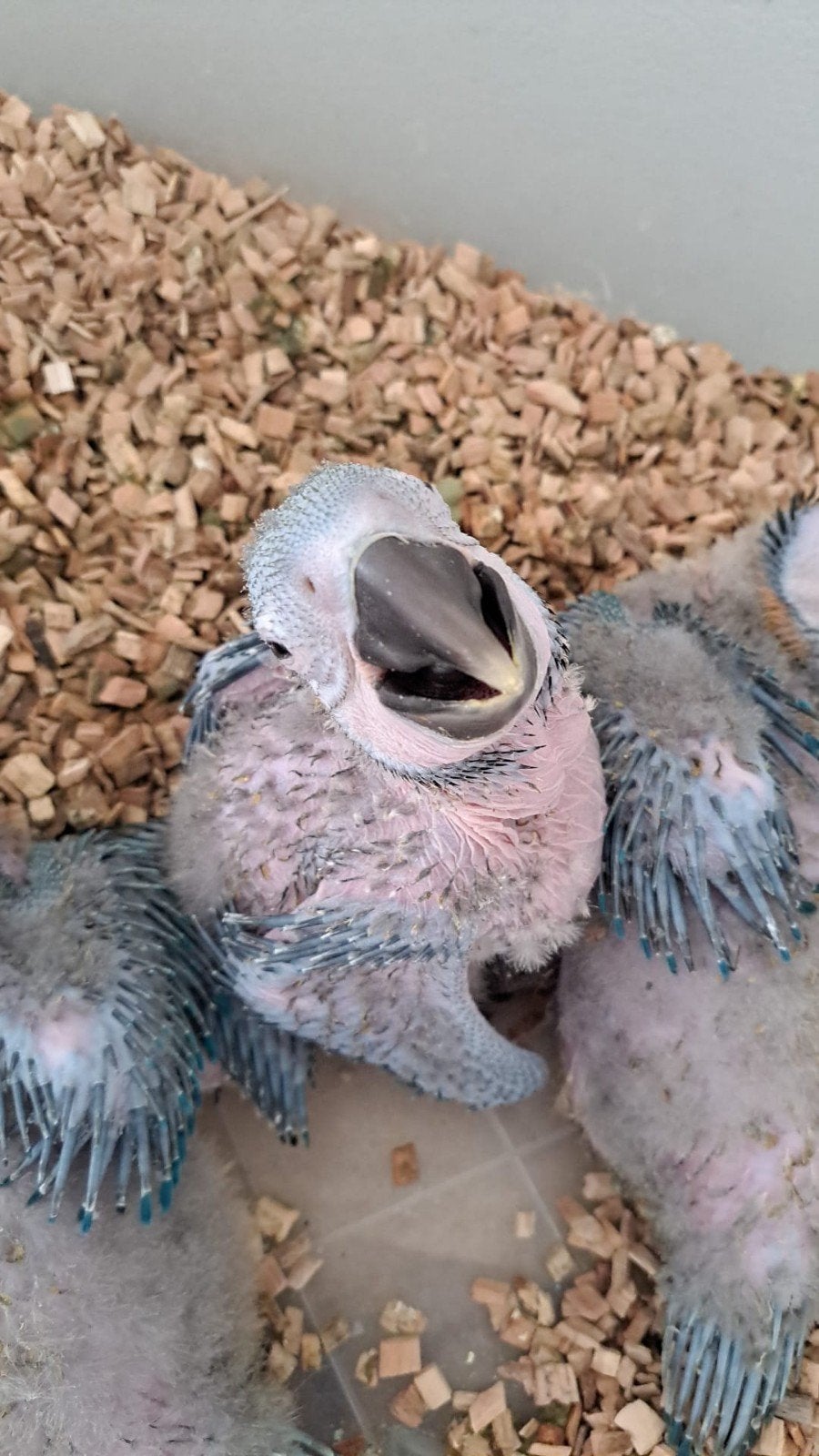 Blauw gele ara, Dieren en Toebehoren, Geslacht onbekend, Papegaai, Tam