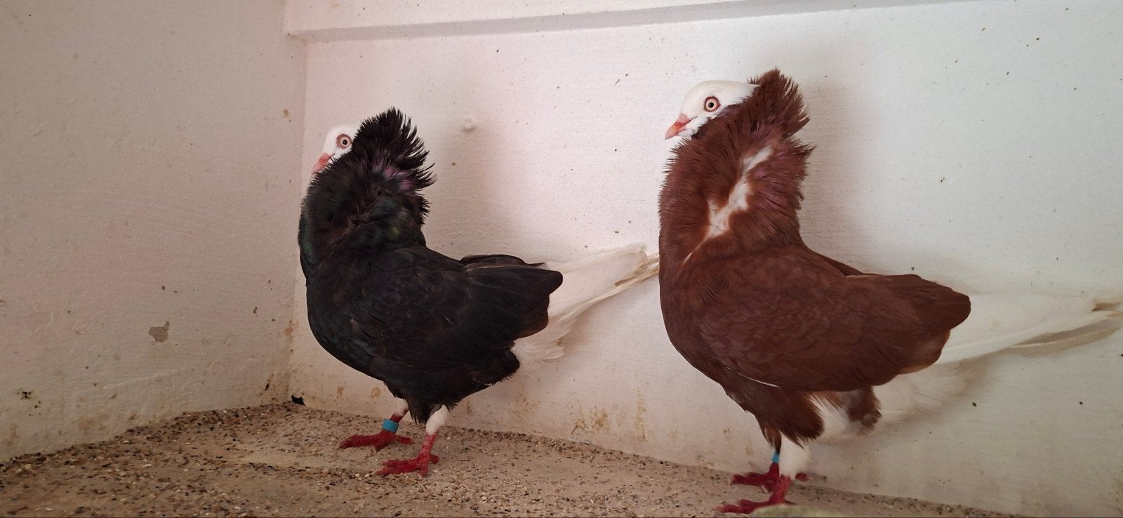 te koop sierduiven Oudhollands kapucijnen duiven, Dieren en Toebehoren, Vogels | Duiven, Meerdere dieren, Overige soorten