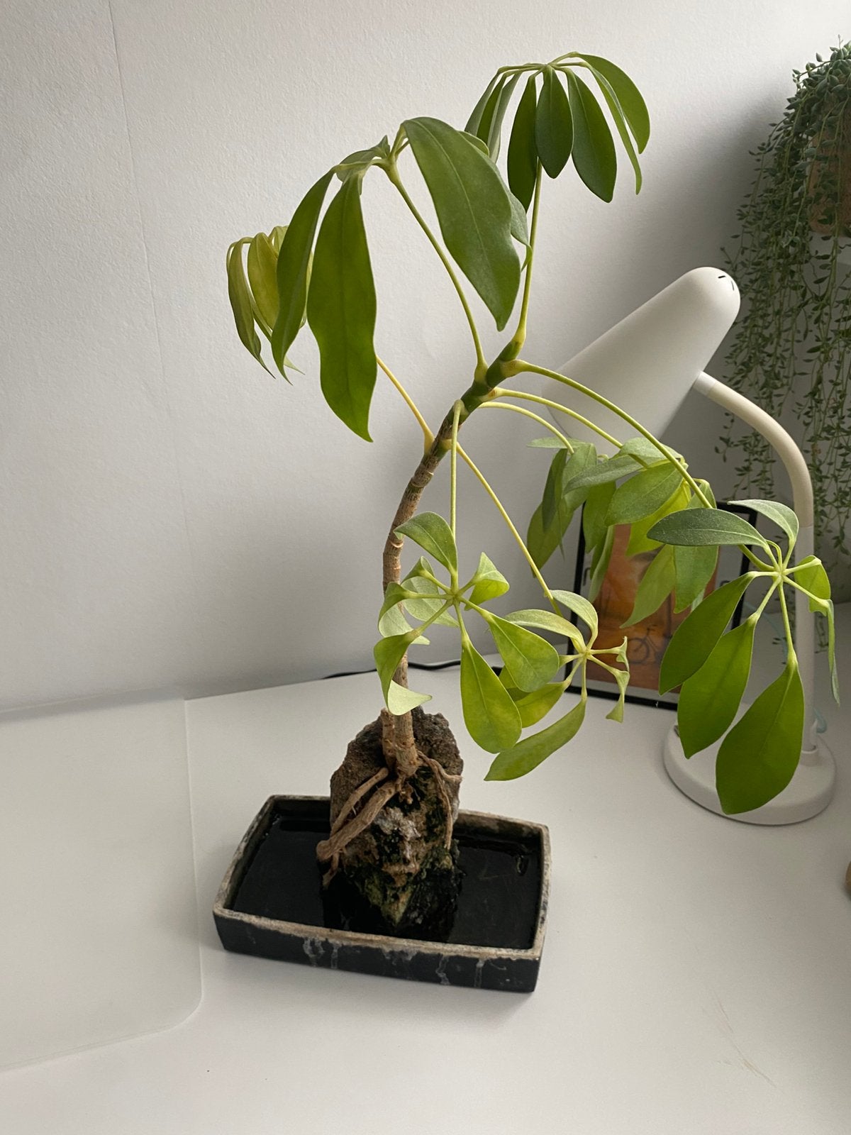 Schefflera op lavasteen, Bloeit niet, Overige soorten, Minder dan 100 cm, Ophalen