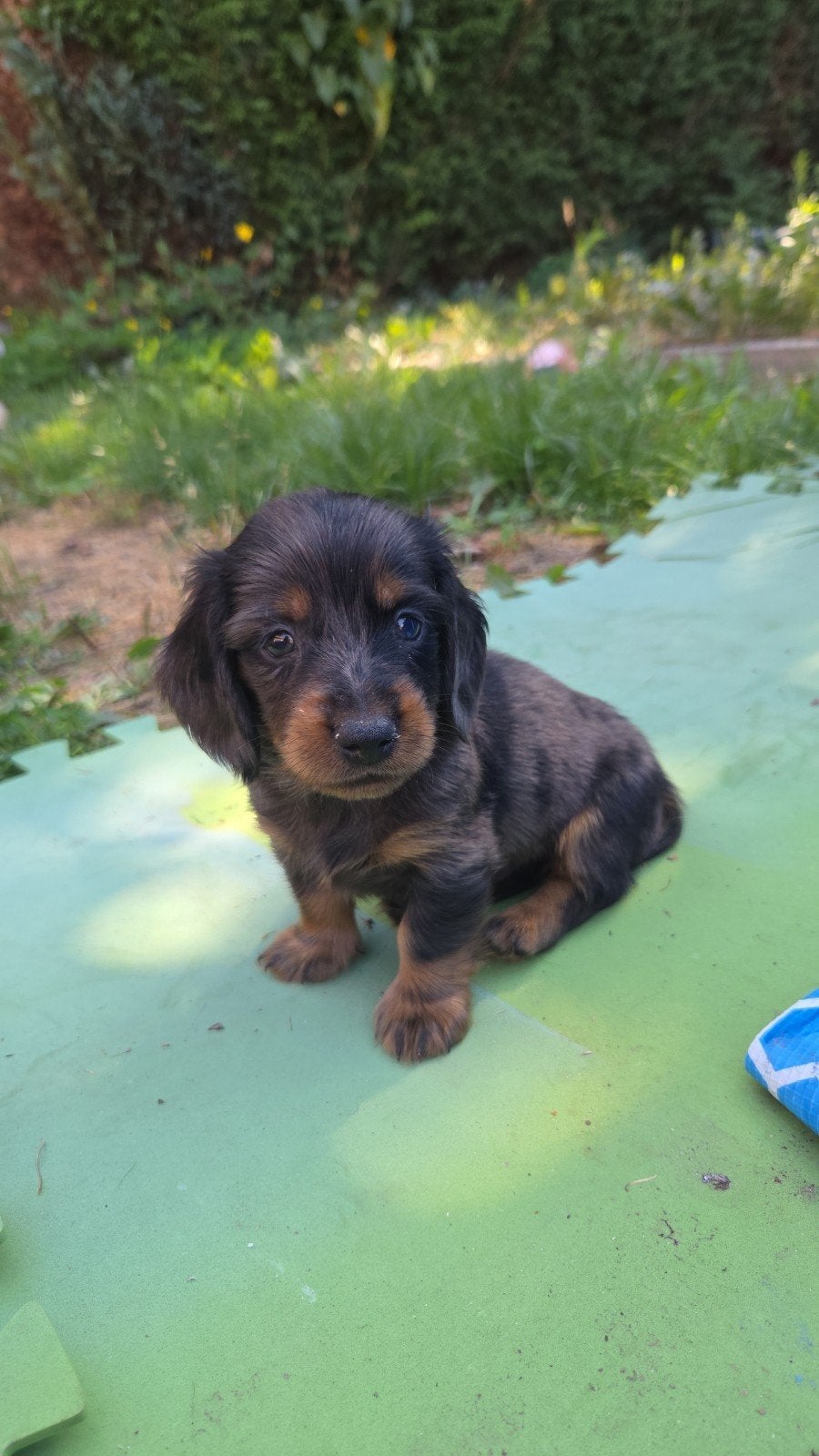 teckel reutjes, Dieren en Toebehoren, Honden | Teckels en Dashonden, Reu, 8 tot 15 weken, Dwerg, Langhaar