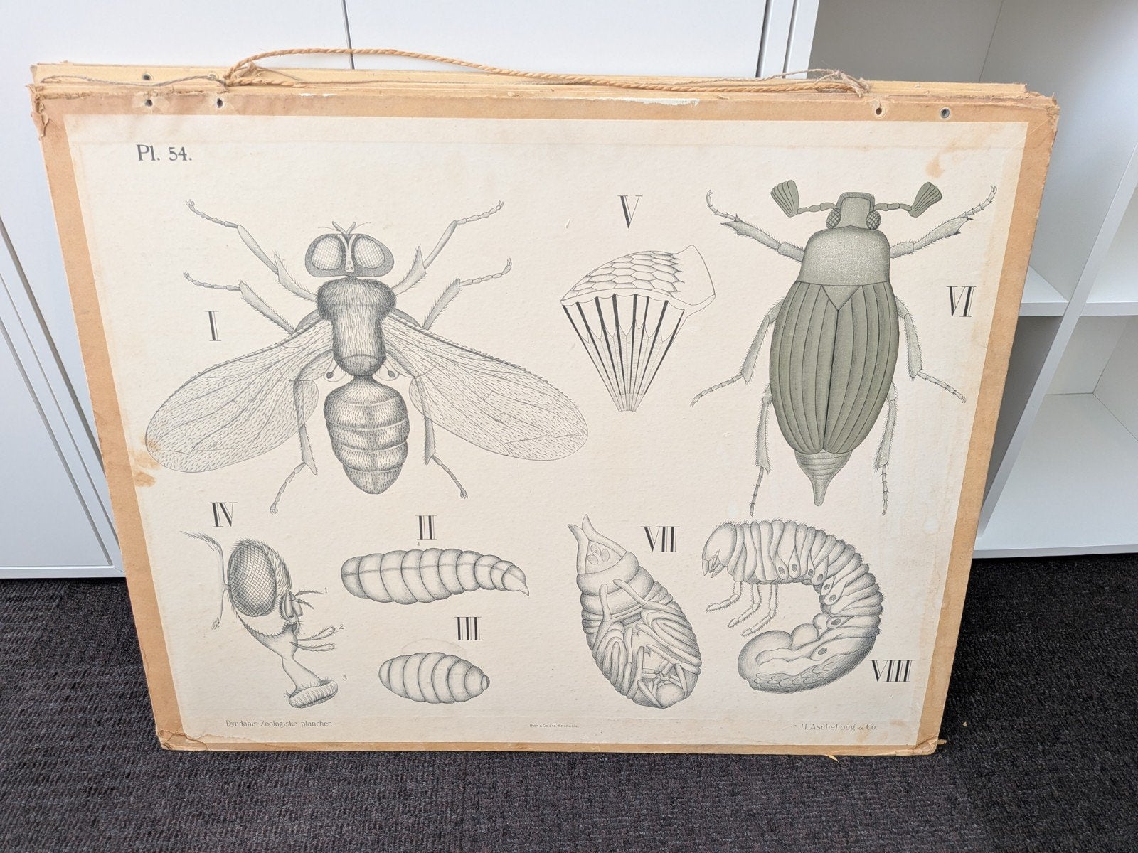 Vintage Biologie Onderwijsplaten - Diverse Dieren, Antiek en Kunst, Verzenden, Natuur en Biologie