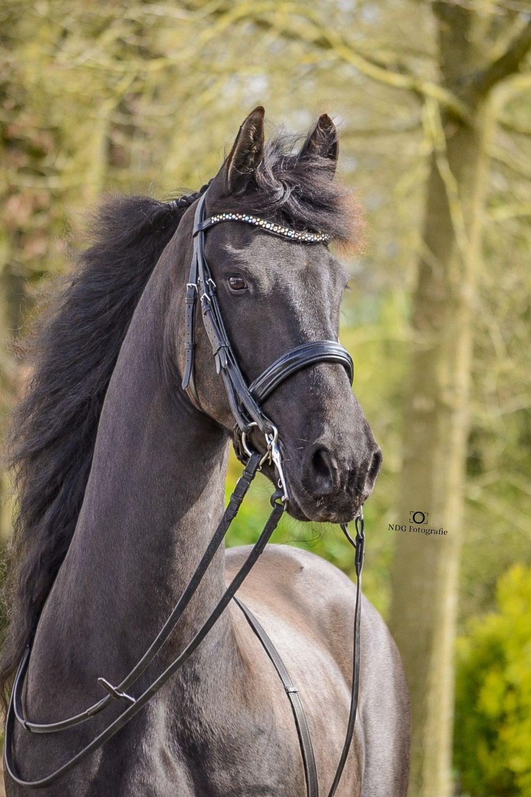 Te koop: Prachtig Fries paard met sportpredicaat – 8 jaar, Dieren en Toebehoren, Paarden, Ruin, Dressuurpaard