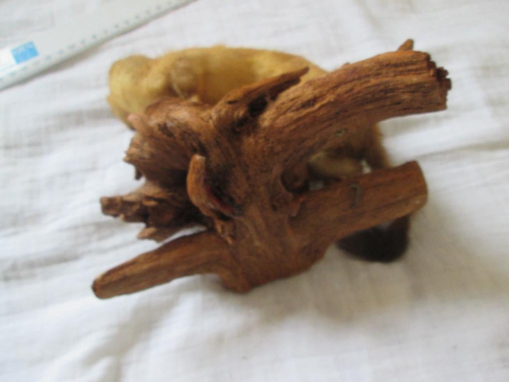 opgezette hermelijn of wezel taxidermie, Ophalen of Verzenden, Gebruikt, Overige soorten, Opgezet dier