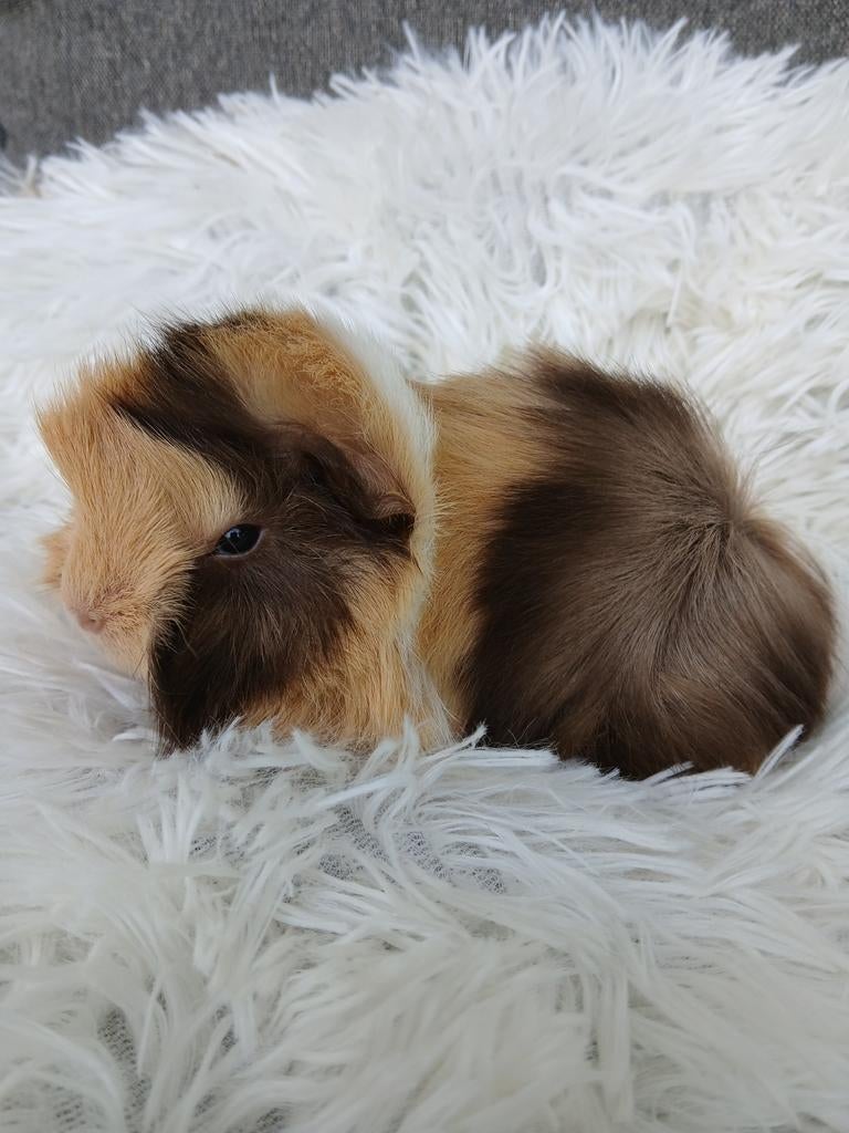 Mooie peruvian cavia's, Dieren en Toebehoren, Knaagdieren, Mannelijk, Cavia, April