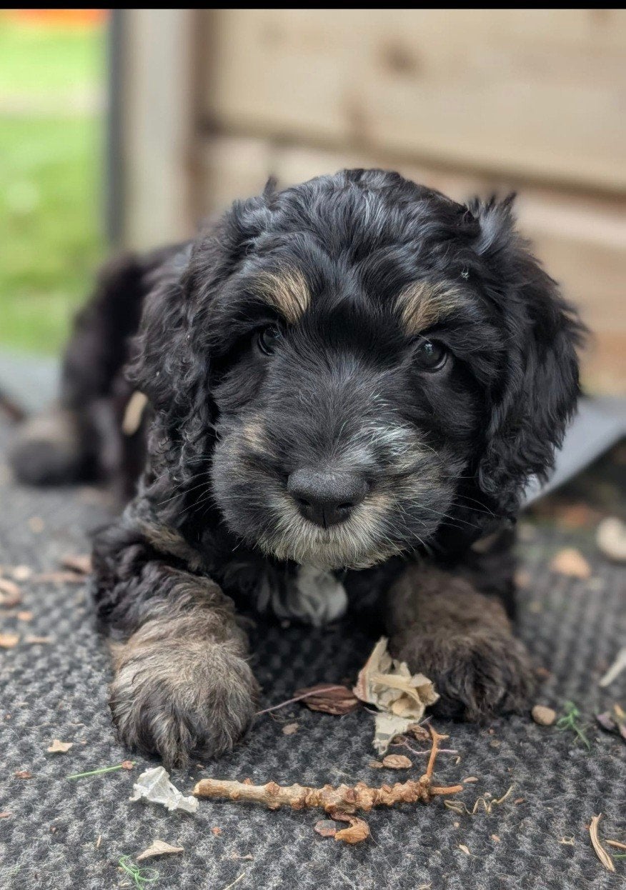 Cockapoo pups, Parvo, Overige rassen, 8 tot 15 weken, Teef