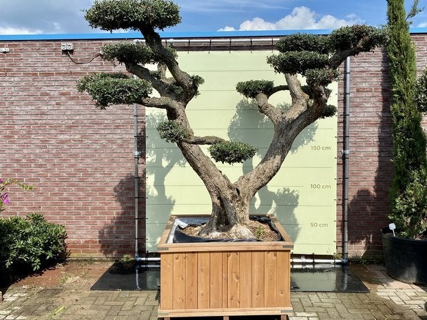 Olijfboom Pon-Pon - Olea Europea - stamomvang 100-110 cm, Ophalen of Verzenden, Olijfboom, 250 tot 400 cm, Zomer