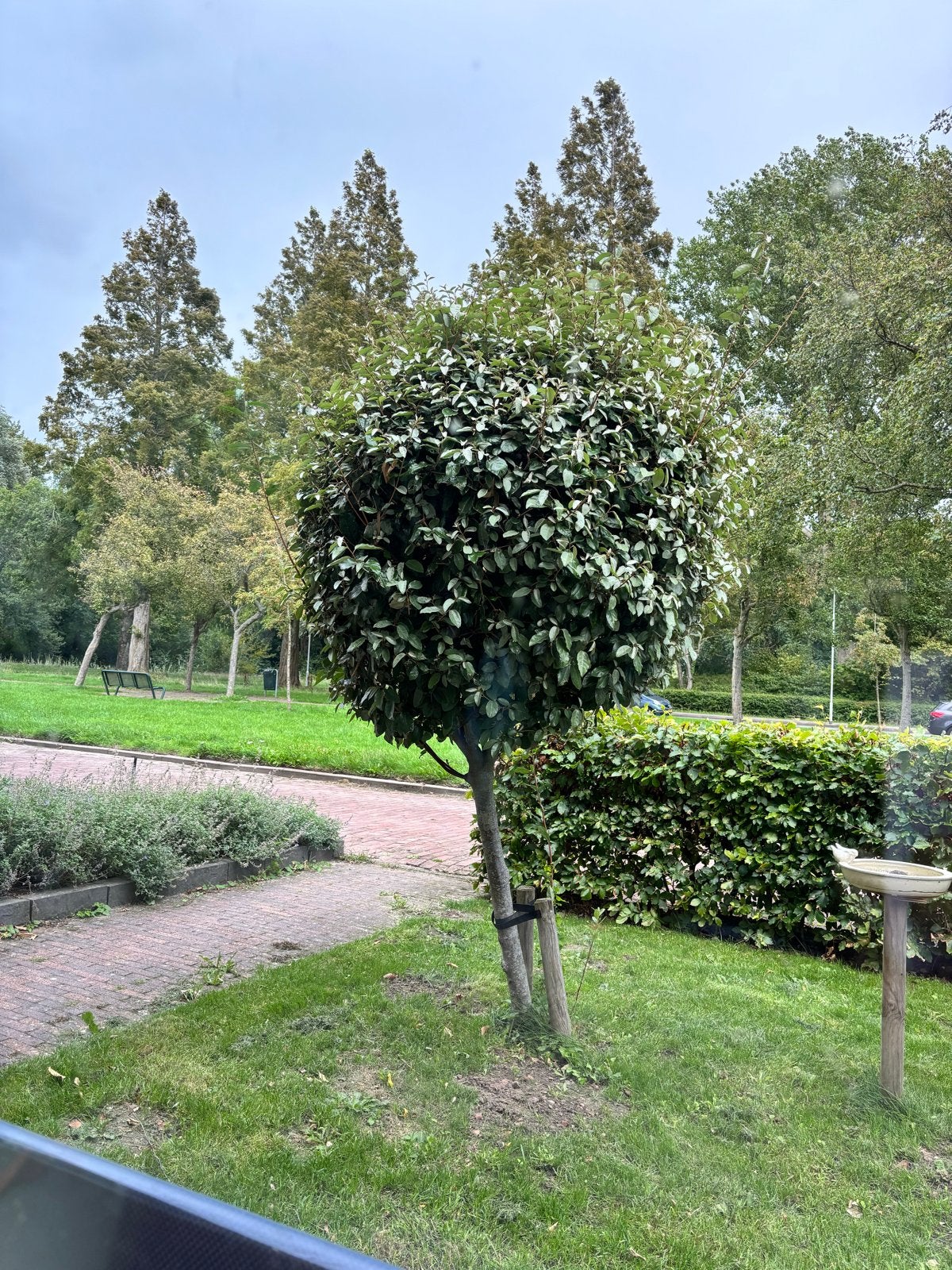 1 mooie Olijfwilg van circa 2 meter hoog, Tuin en Terras, Ophalen, Volle zon, Overige soorten, 100 tot 250 cm