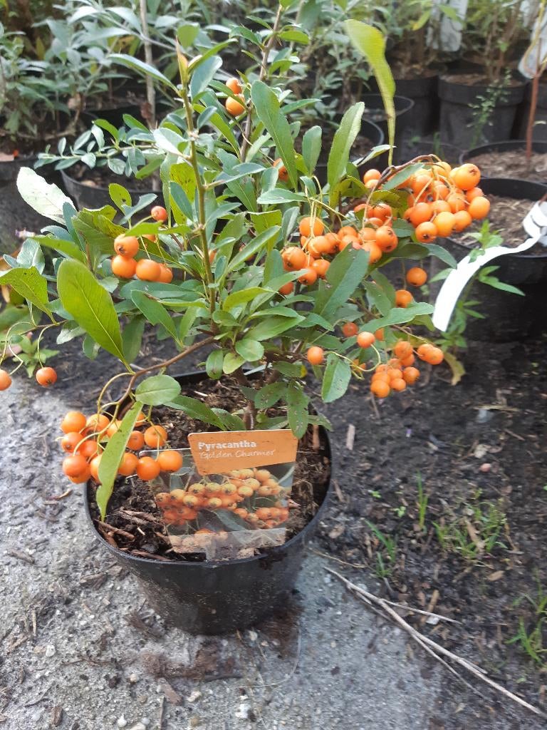 50 stuks vuurdoorn  voor bonsai ( Pyracantha), In pot, Bloeit niet, Halfschaduw, Minder dan 100 cm