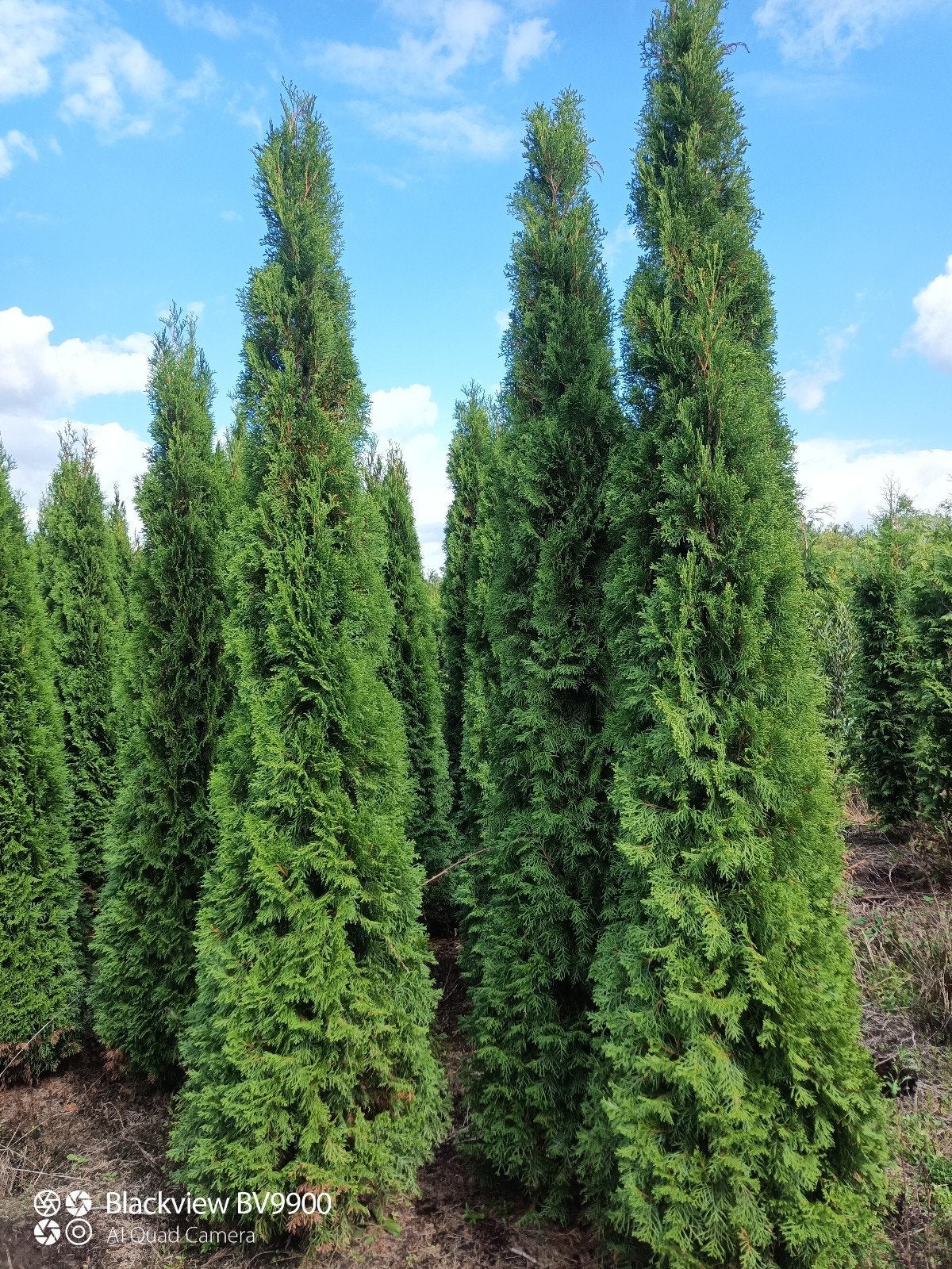 coniferen thuja Brabant en smaragd 200 tot 325cm planten, Ophalen of Verzenden, Conifeer, Struik, 250 cm of meer