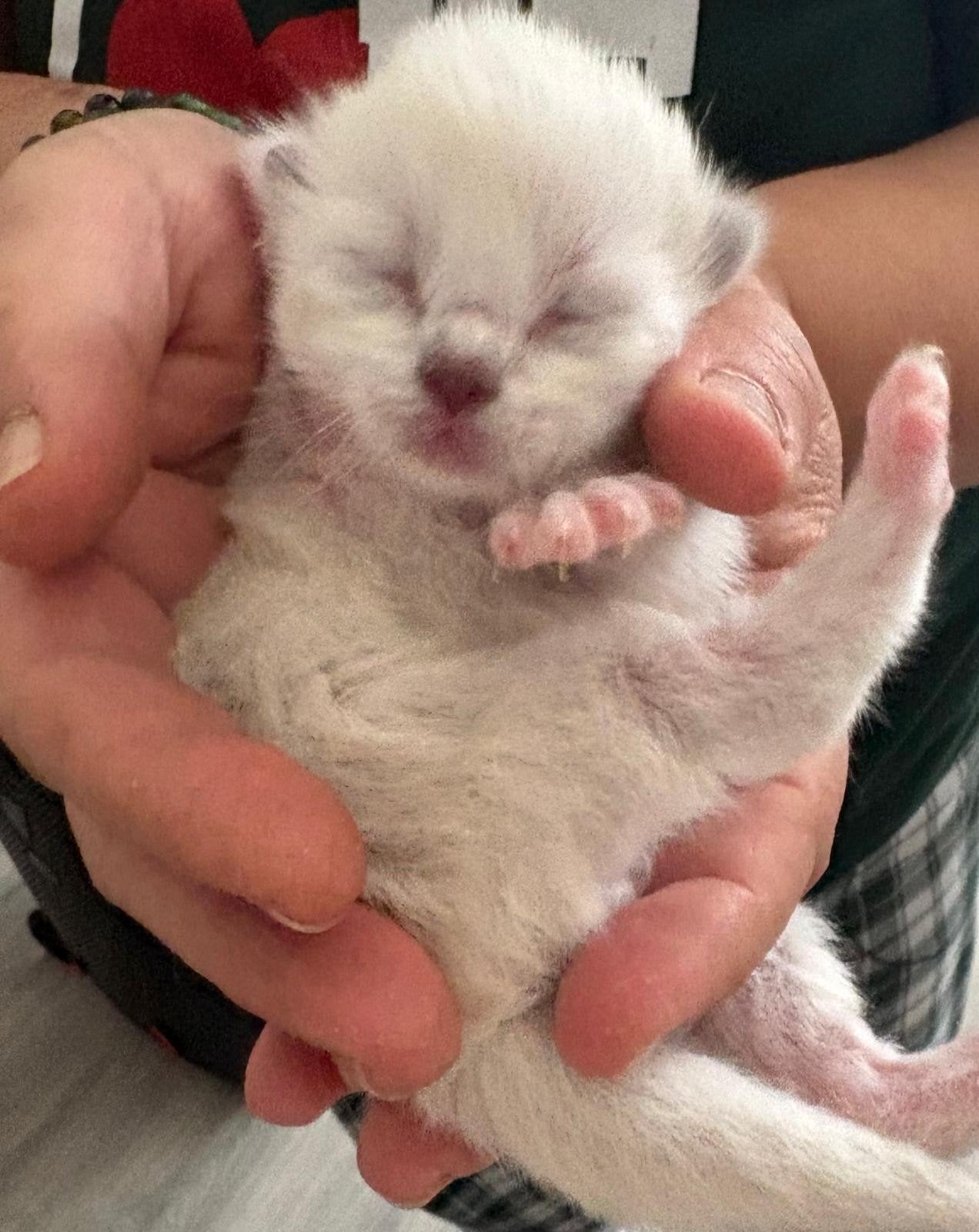 Prachtige super schattige raszuivere Ragdoll langhaar kitten, Meerdere dieren, Ontwormd, 0 tot 2 jaar