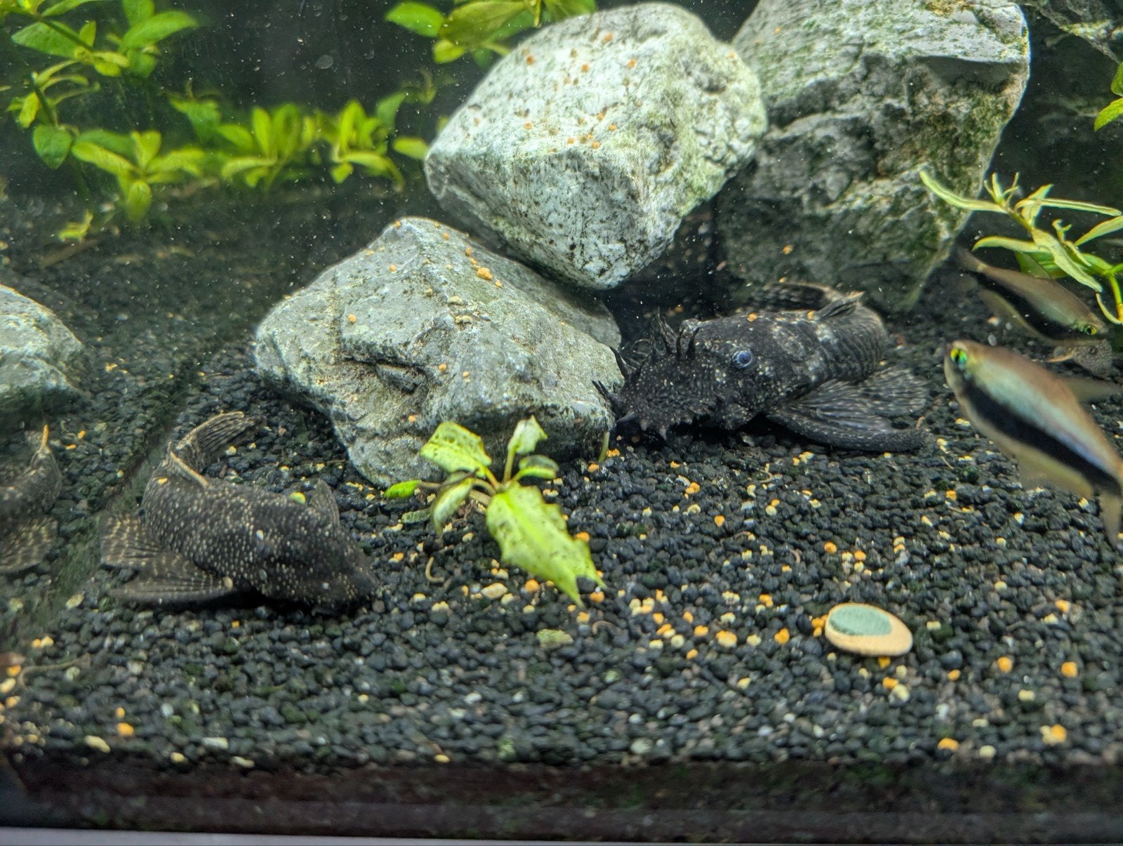 Baby Ancistrus dolichopterus, Dieren en Toebehoren, Vissen | Aquariumvissen, Vis